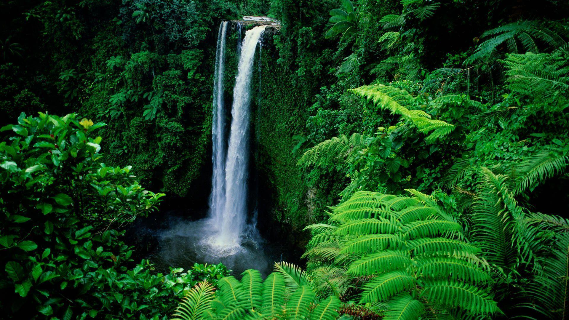 cool-samoan-wallpapers-top-free-cool-samoan-backgrounds-wallpaperaccess