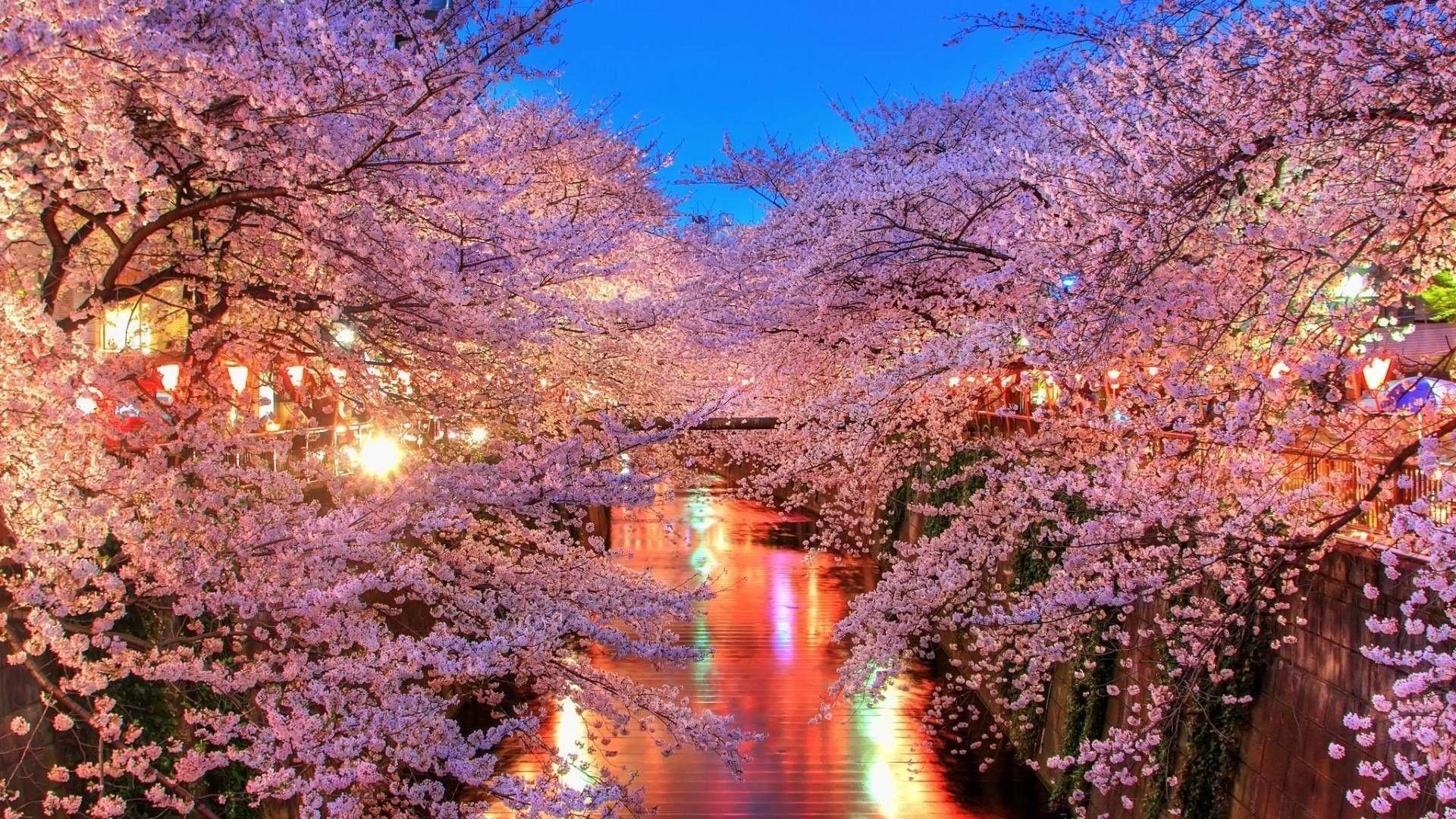 Cherry blossom at night light Wallpaper 8k Ultra HD ID:4632