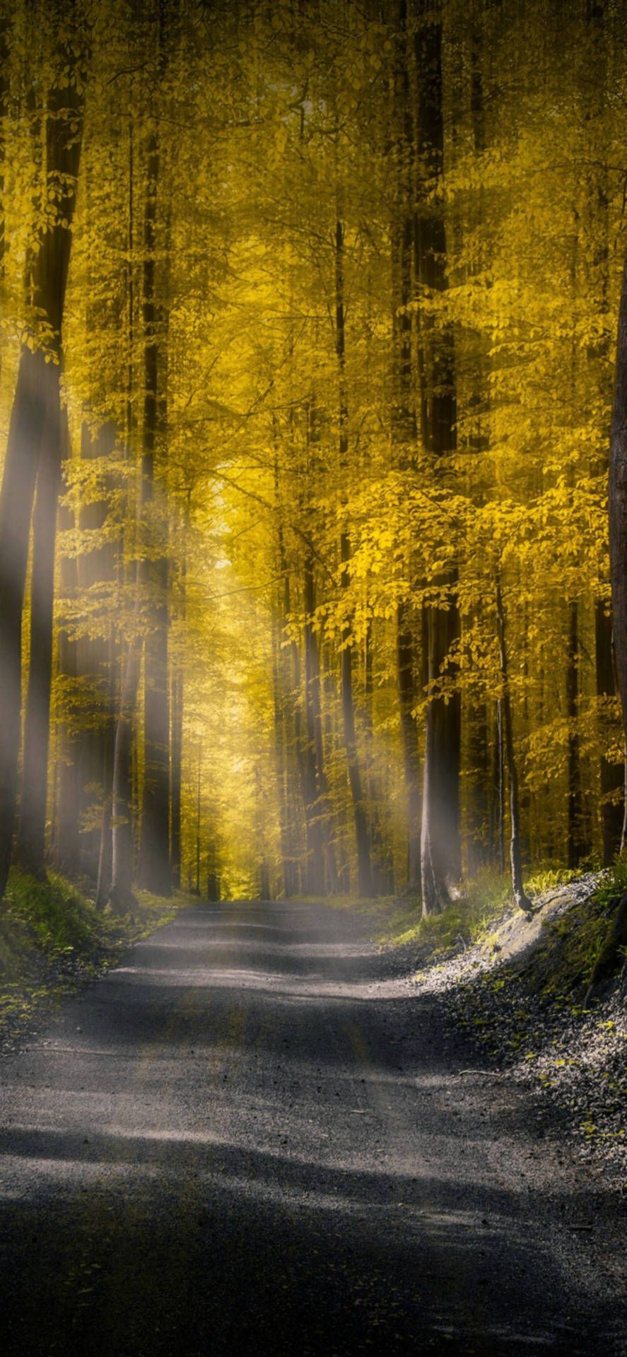 887x1920 Download IPhone 13 Pro Max Autumn Forest Wallpaper