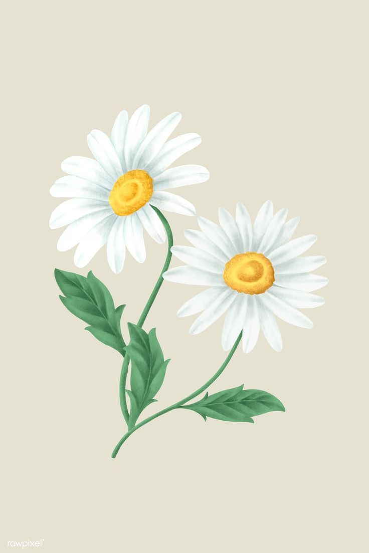 736x1104 Download premium psd / image of Vintage daisy flower mobile phone wallpaper illustration mockup by Noon about daisy, daisy illustration, daisy flower, painted daisy, and vintage flower sketch 2091237