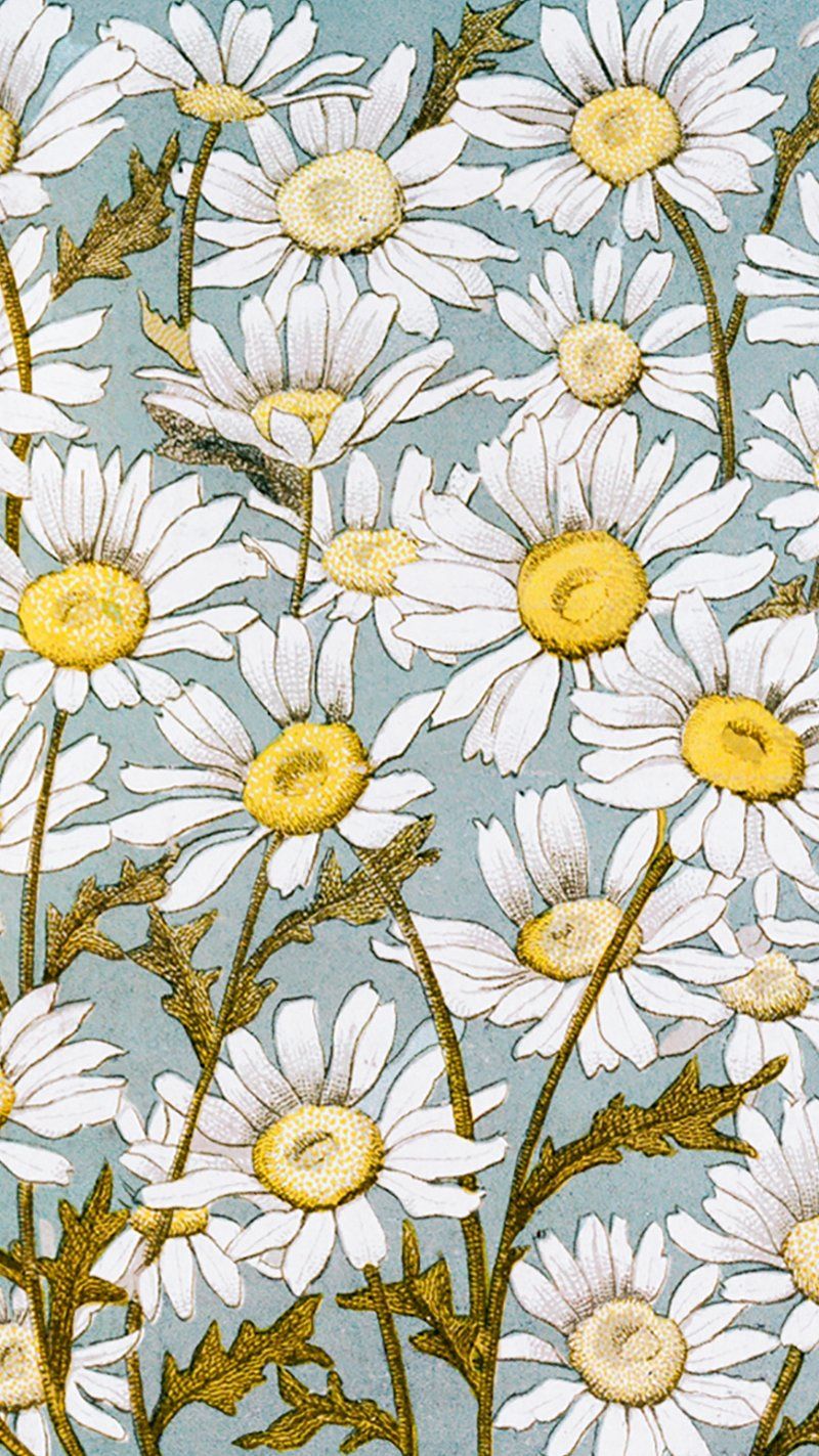 800x1423 White Daisy Illustration Image Wallpaper