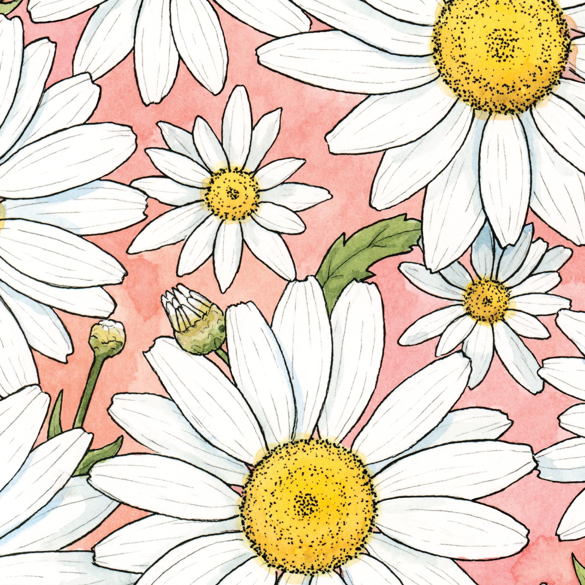2000x2000 Daisies