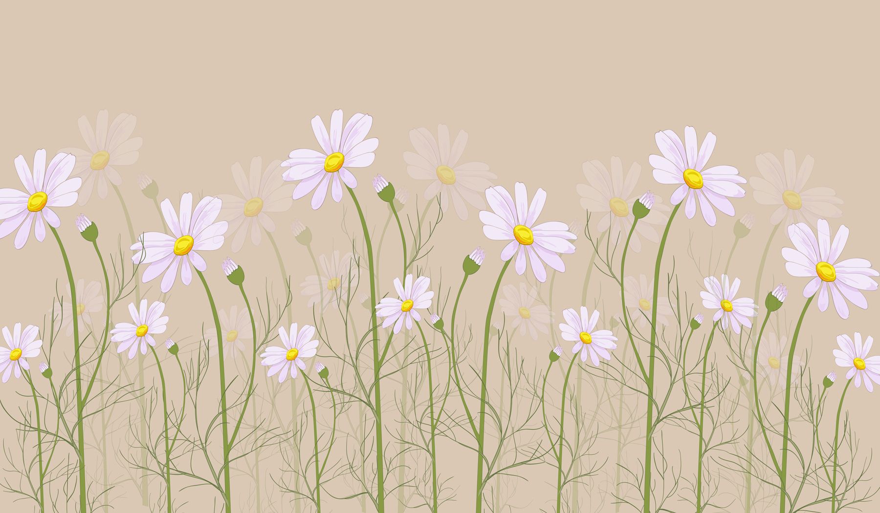 1800x1050 Wall Murals Flowers large daisies on a beige background Nr. w00802