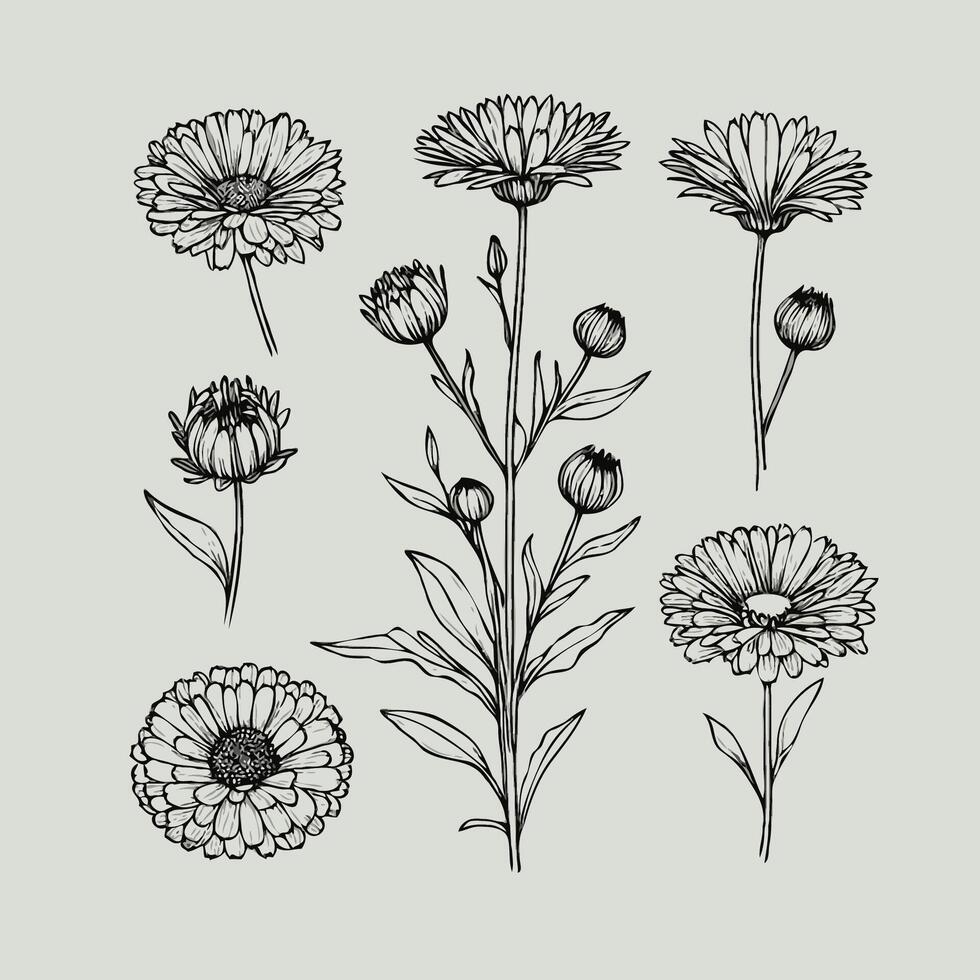 980x980 Wallpaper Meadow flowers and Buds Drawing Calendula stems, Aster leaves in pastel colors. Elegant Floral elements Hand Drawn Botanical Ink art. Chamomile Plants illustration, Daisy herbs Set