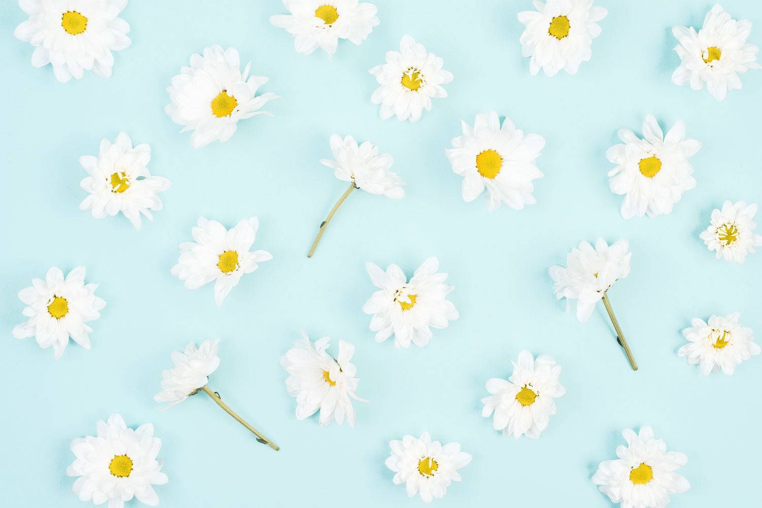 1500x1000 Download Daisy Aesthetic Light Blue Wallpaper