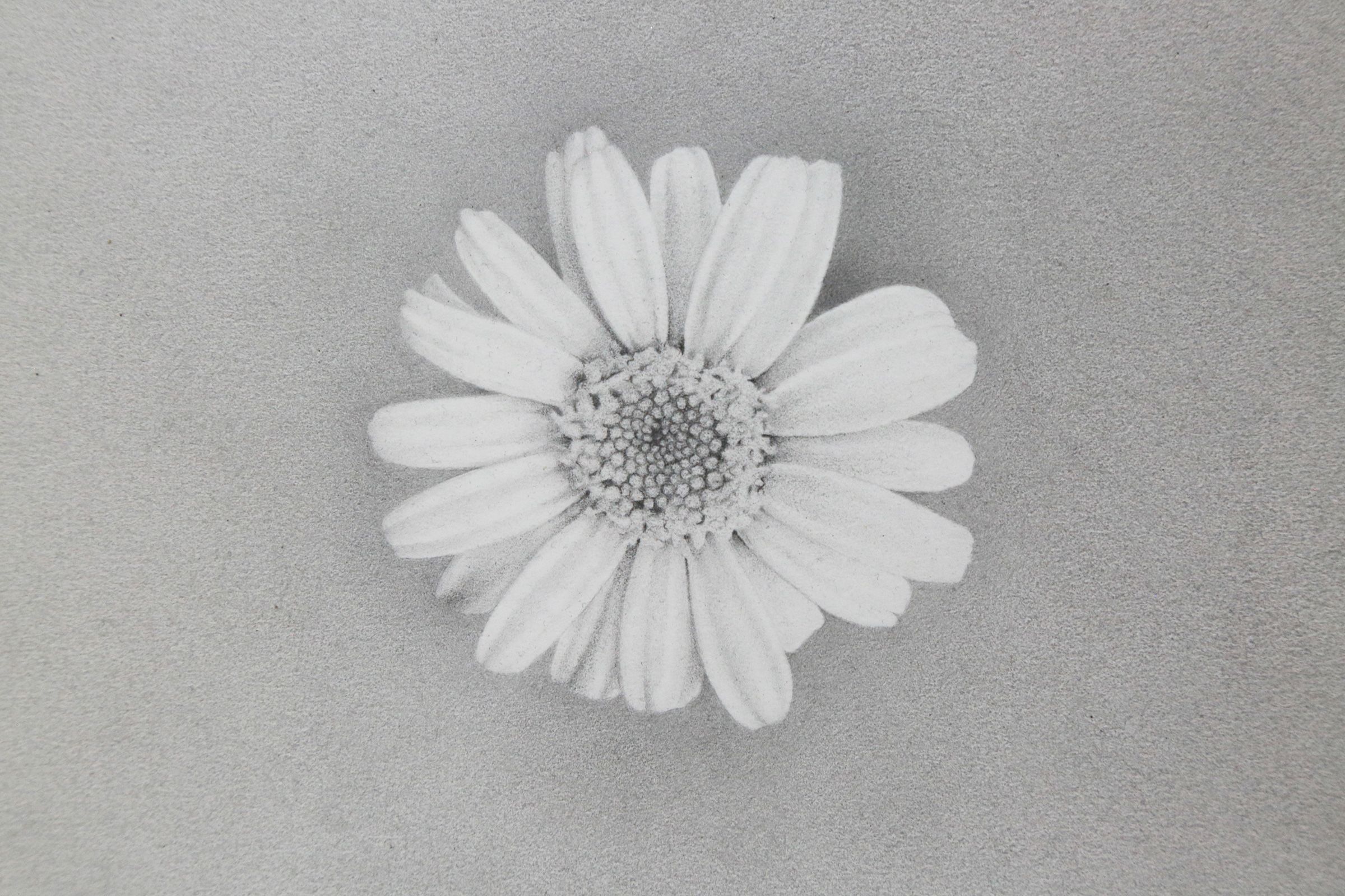 2400x1600 Pushing Daisies. Art and Science