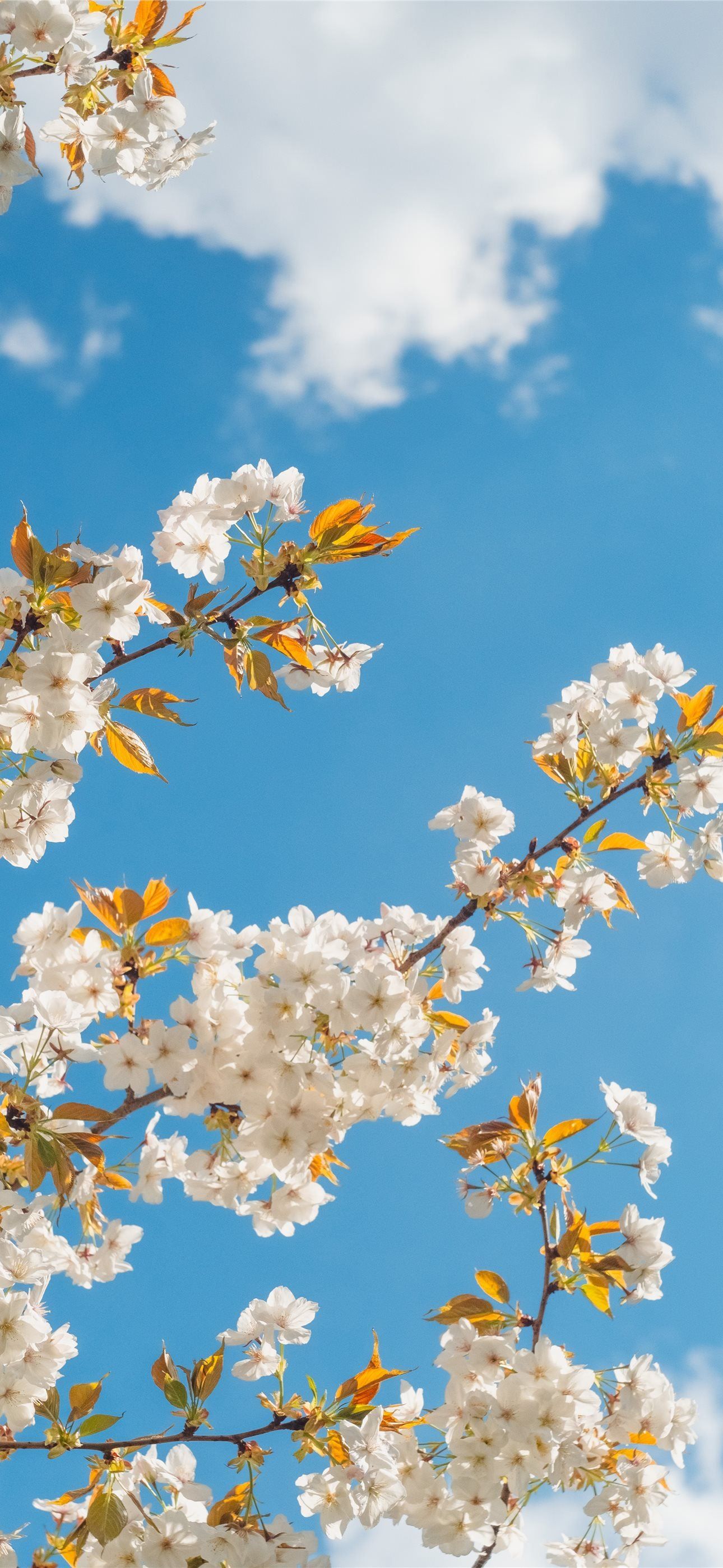 1290x2796 white and yellow flower under blue sky during dayt. iPhone Wallpaper Free Download