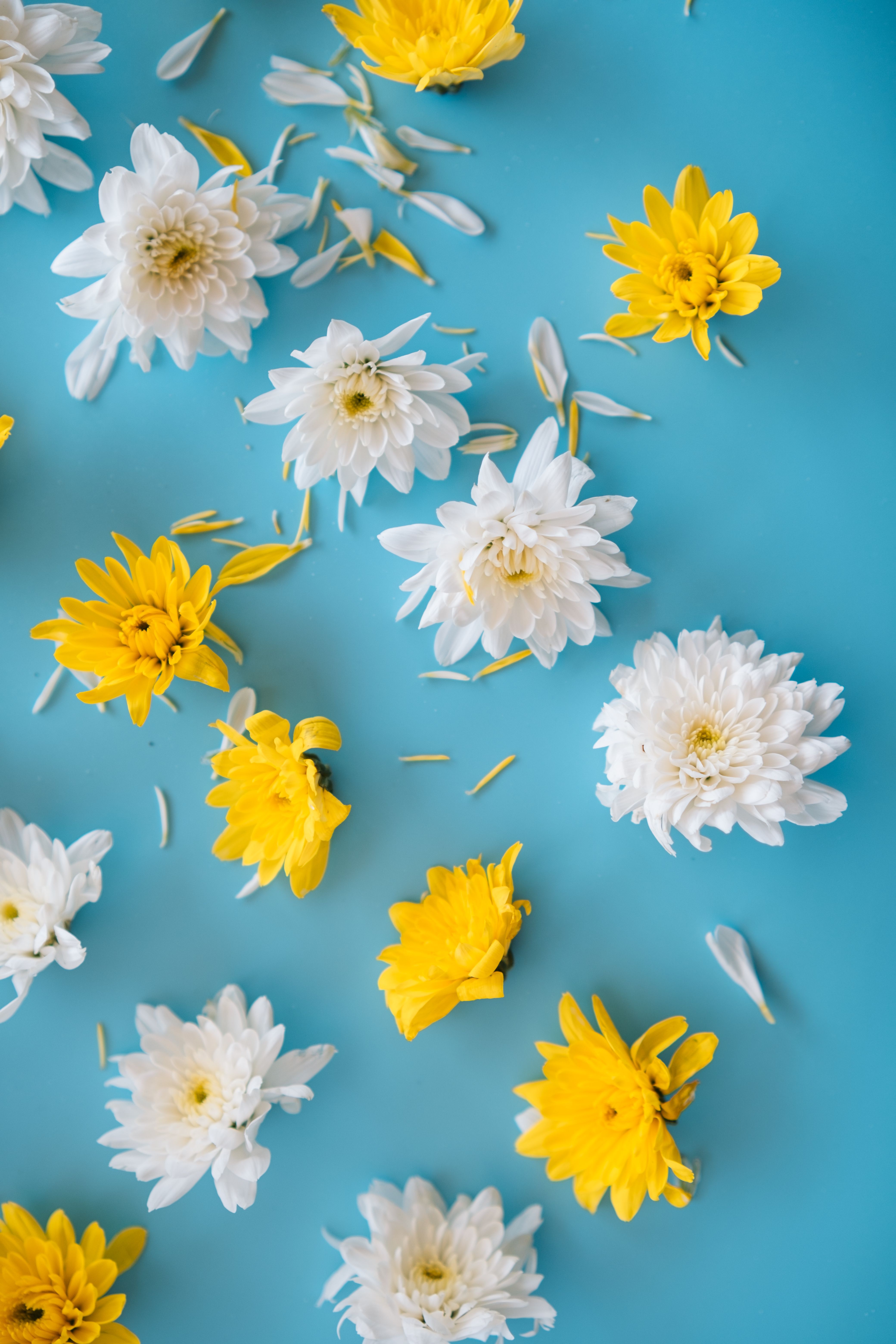 4160x6240 White and Yellow Flower Heads on Blue Background · Free