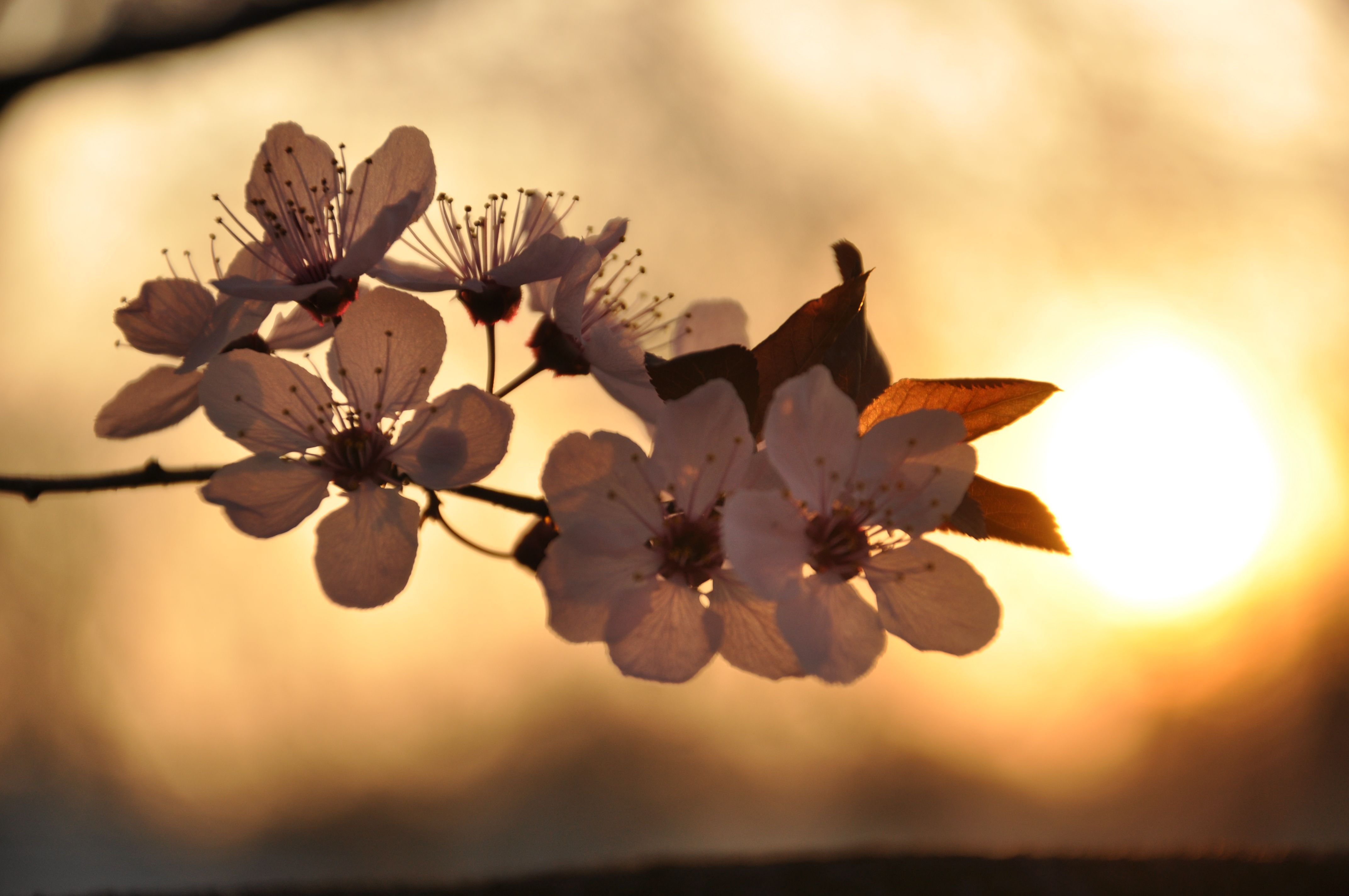 4288x2848 Spring in Somerville, NJ File