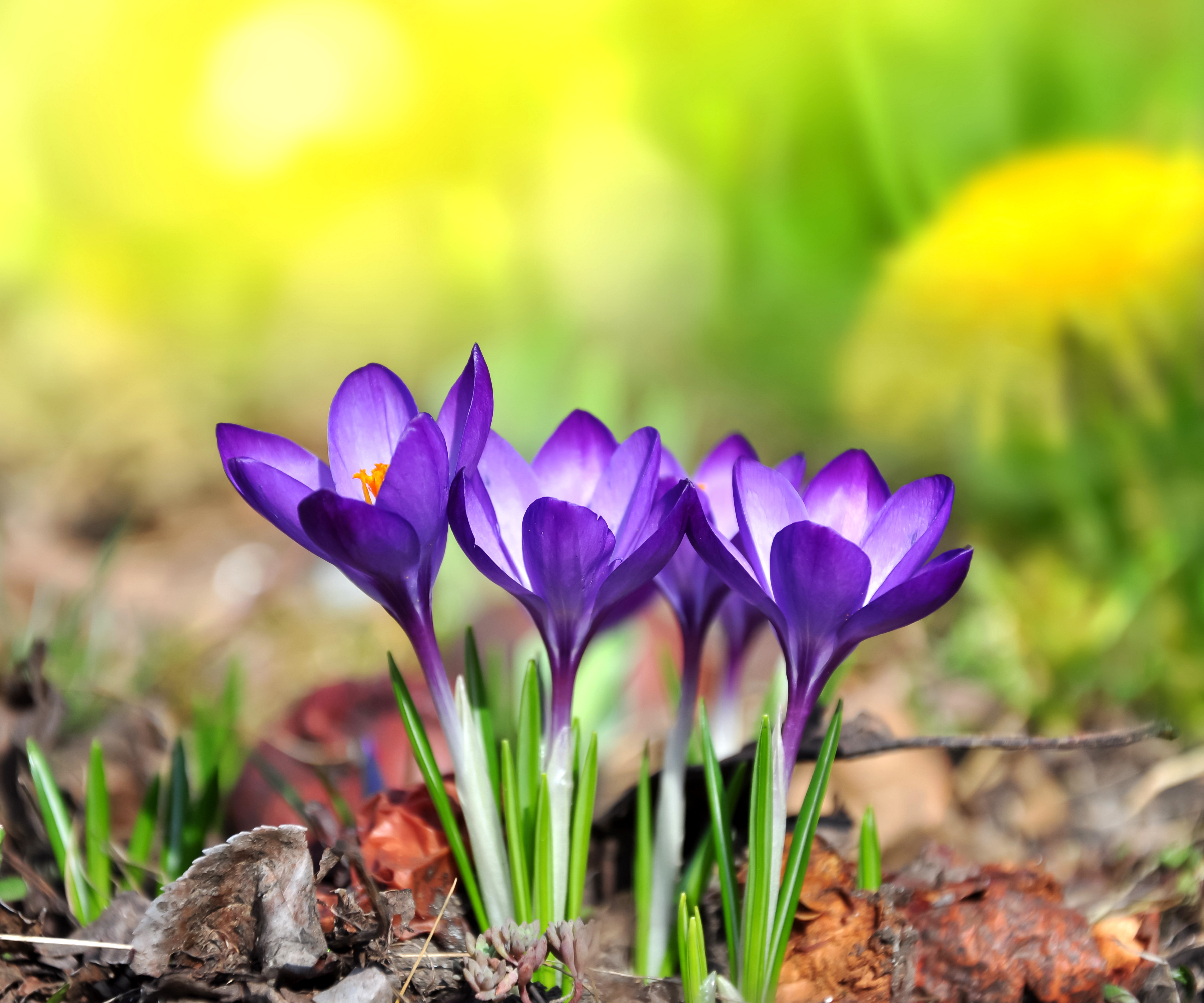 6000x5000 Wallpaper flowers, crocuses, flowers, spring, purple, meadow, Crocus for mobile and desktop, section цветы, resolution 6000x5000
