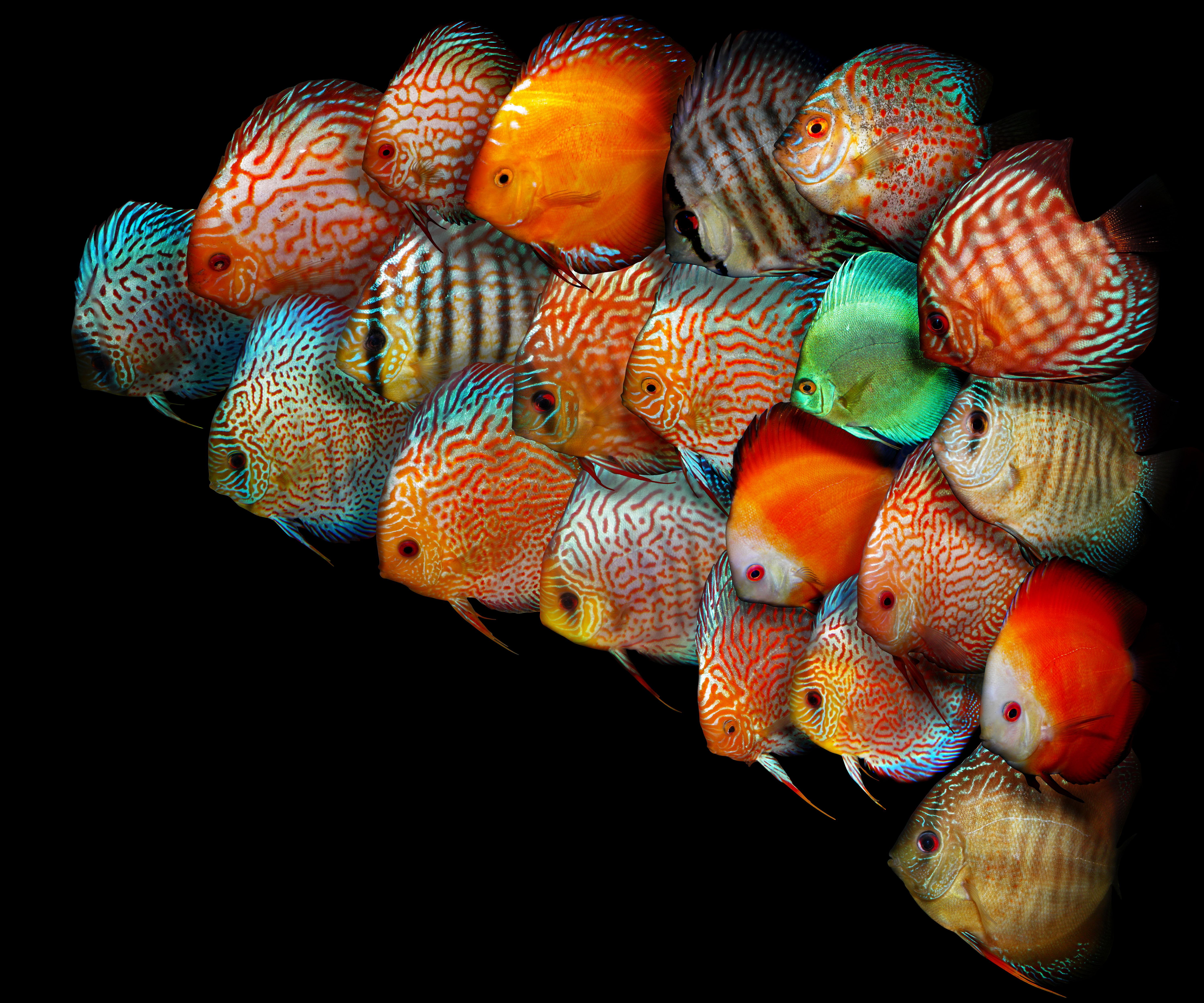 6000x5000 Ornamental Fish Wallpaper