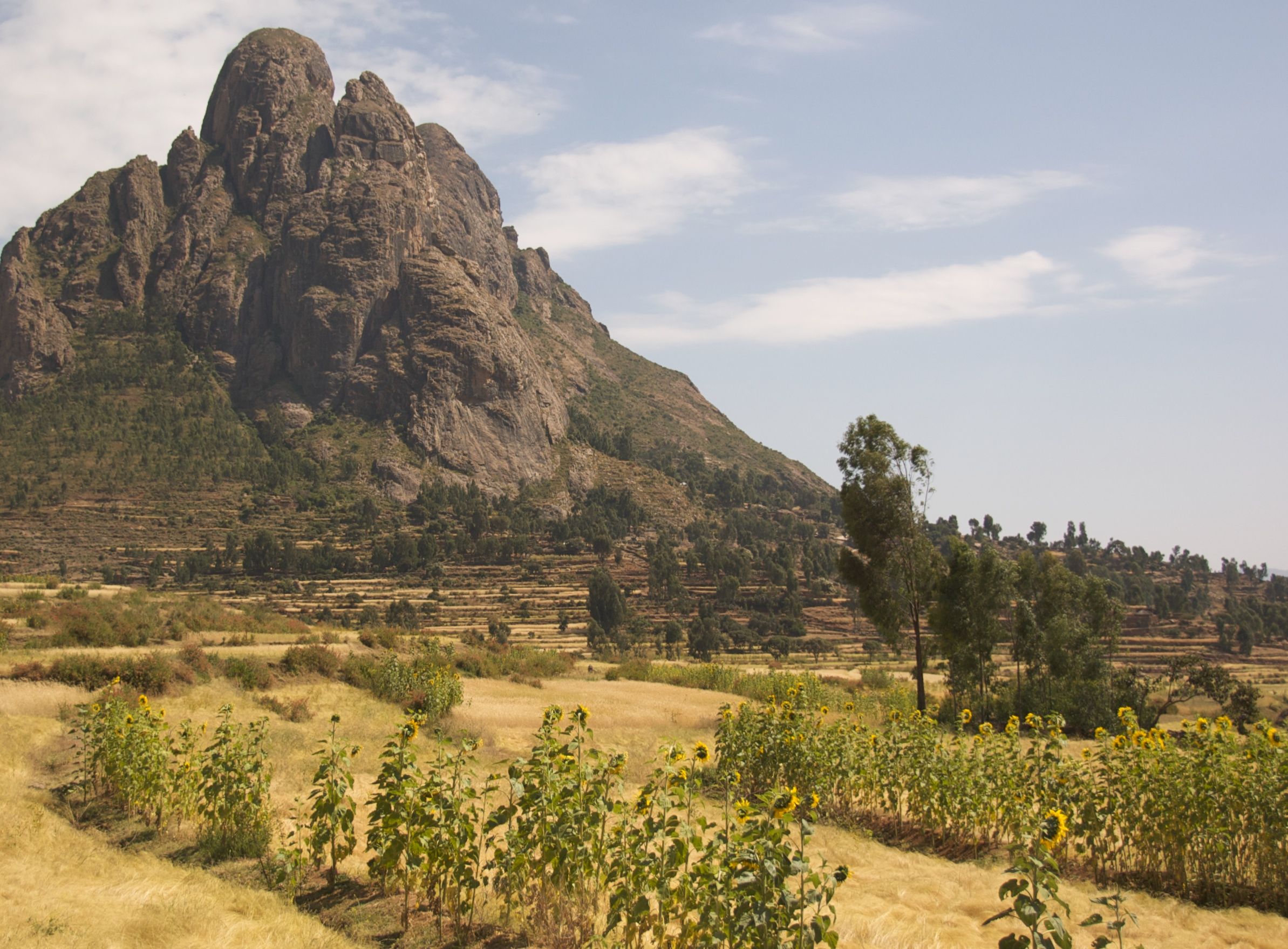 2387x1758 Landscape With Sunflowers, Tigray Region, Northern