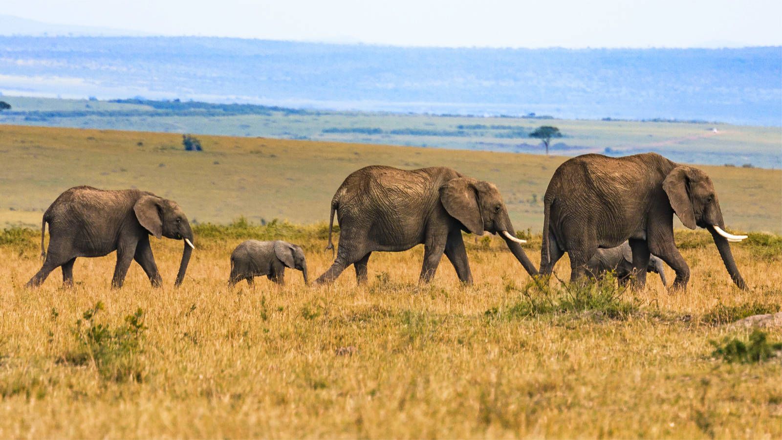 1600x900 Game Park Safaris In Tigray Region, Ethiopia For 2026 2027