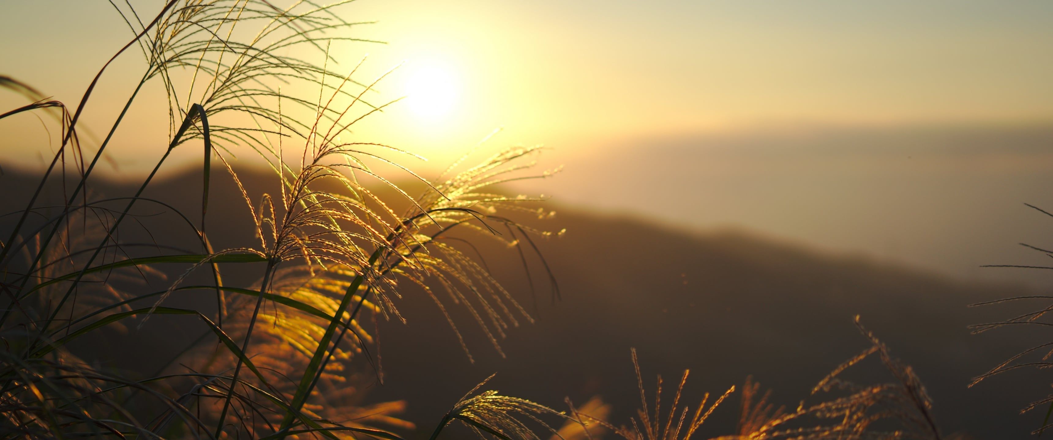 3440x1440 Summer field [3440x1440]
