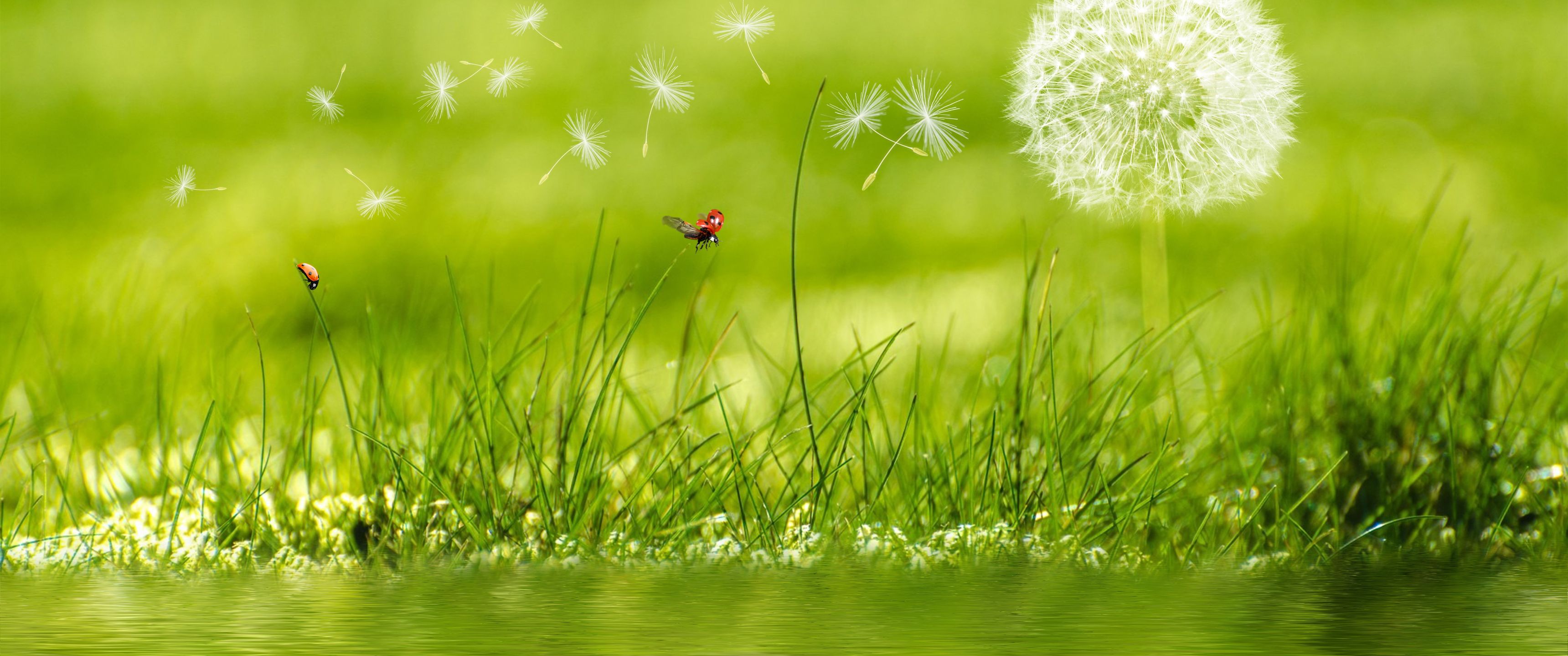 3440x1440 Download Summer, Nature, Water, Dandelion, Ladybug, Grass, Photohop Wallpaper in 3440x1440 Resolution