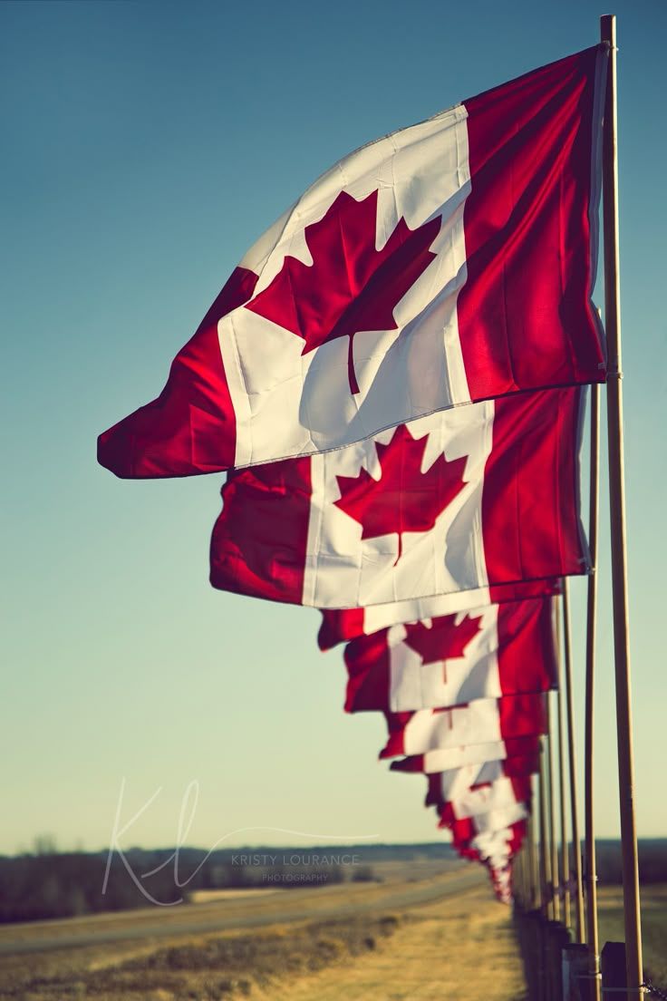736x1104 Flags of Remembrance. 2015 Remembrance Day, Sylvan Lake, Alberta, Canada, Canadian Flag Kristy Lourance Photography My work is available for purchase