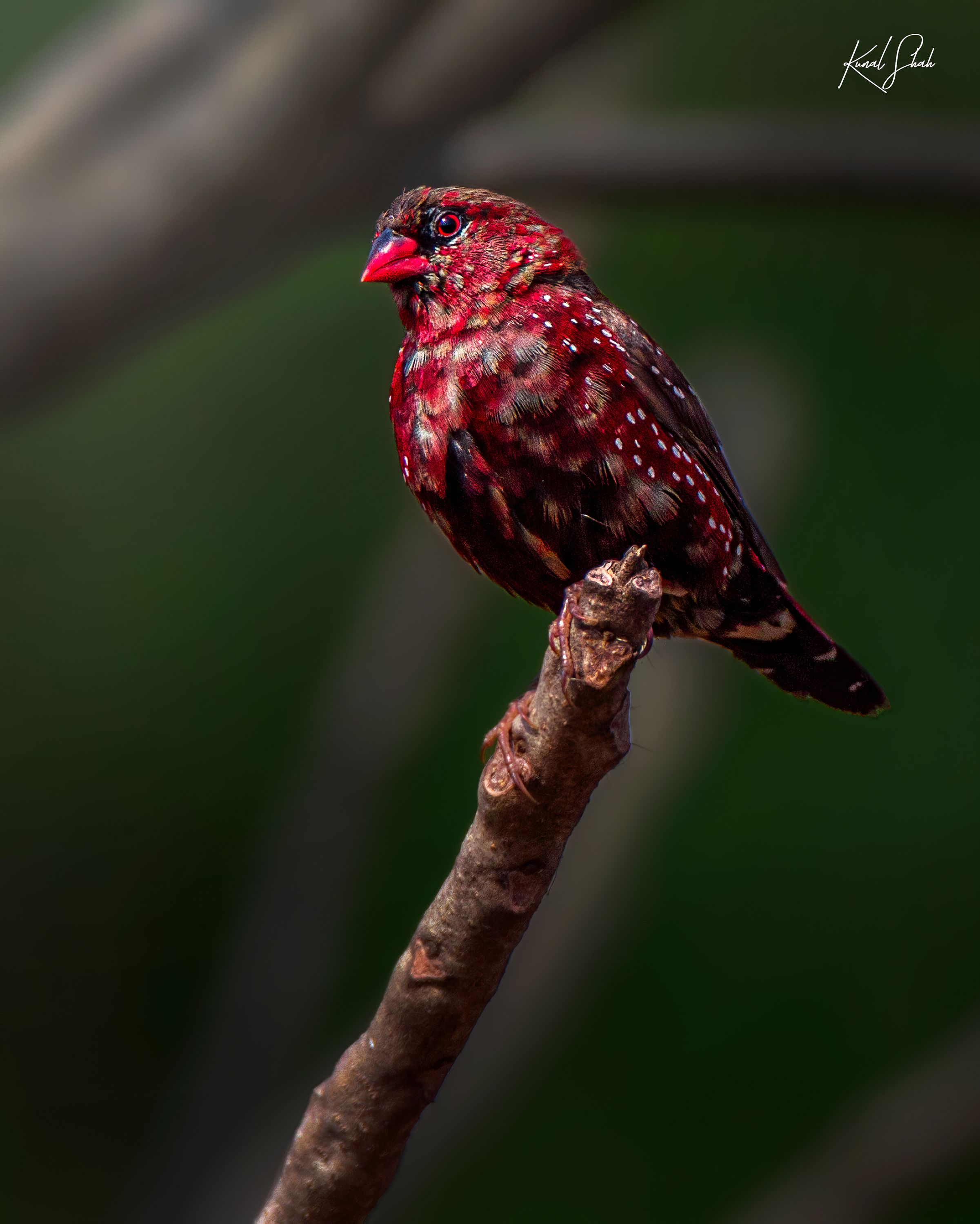 2401x3000 Kunal Shah Captures the Astonishing Beauty of India's Birdlife