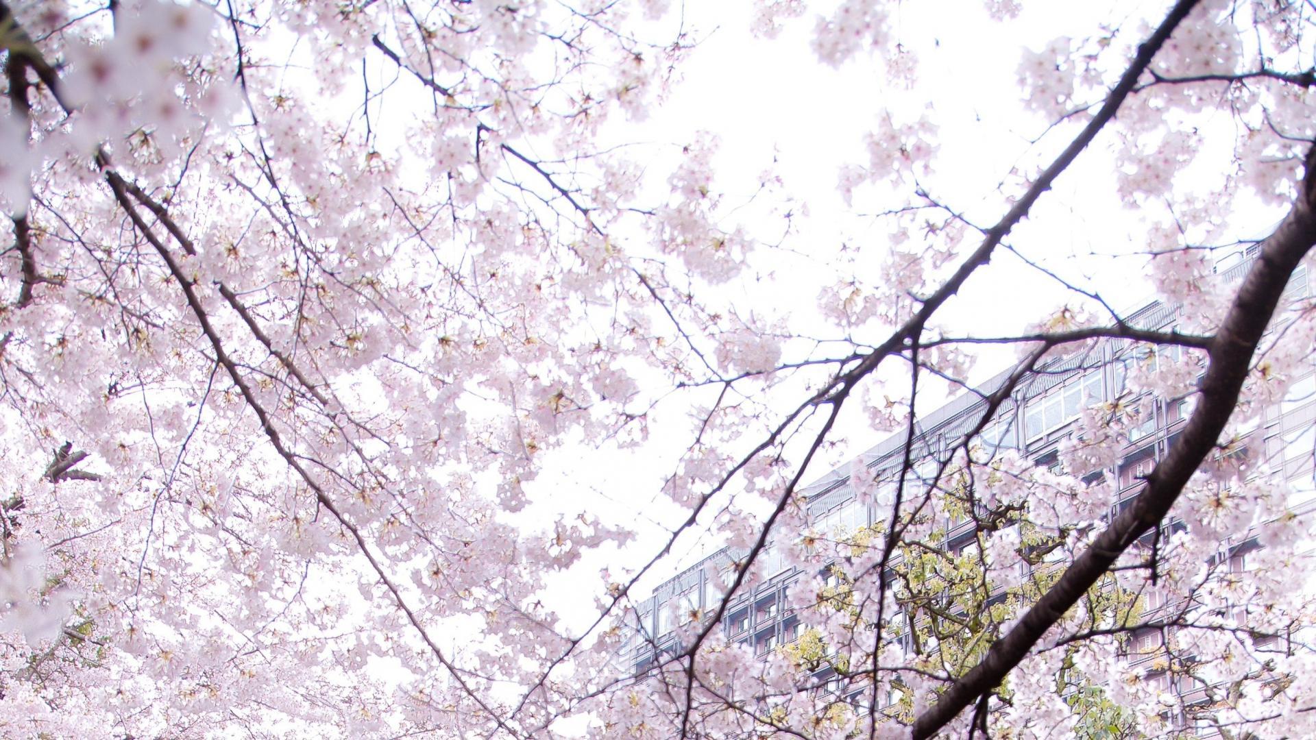 1920x1080 Japan sakura sakurazaki setsuna cherry blossoms wallpaper
