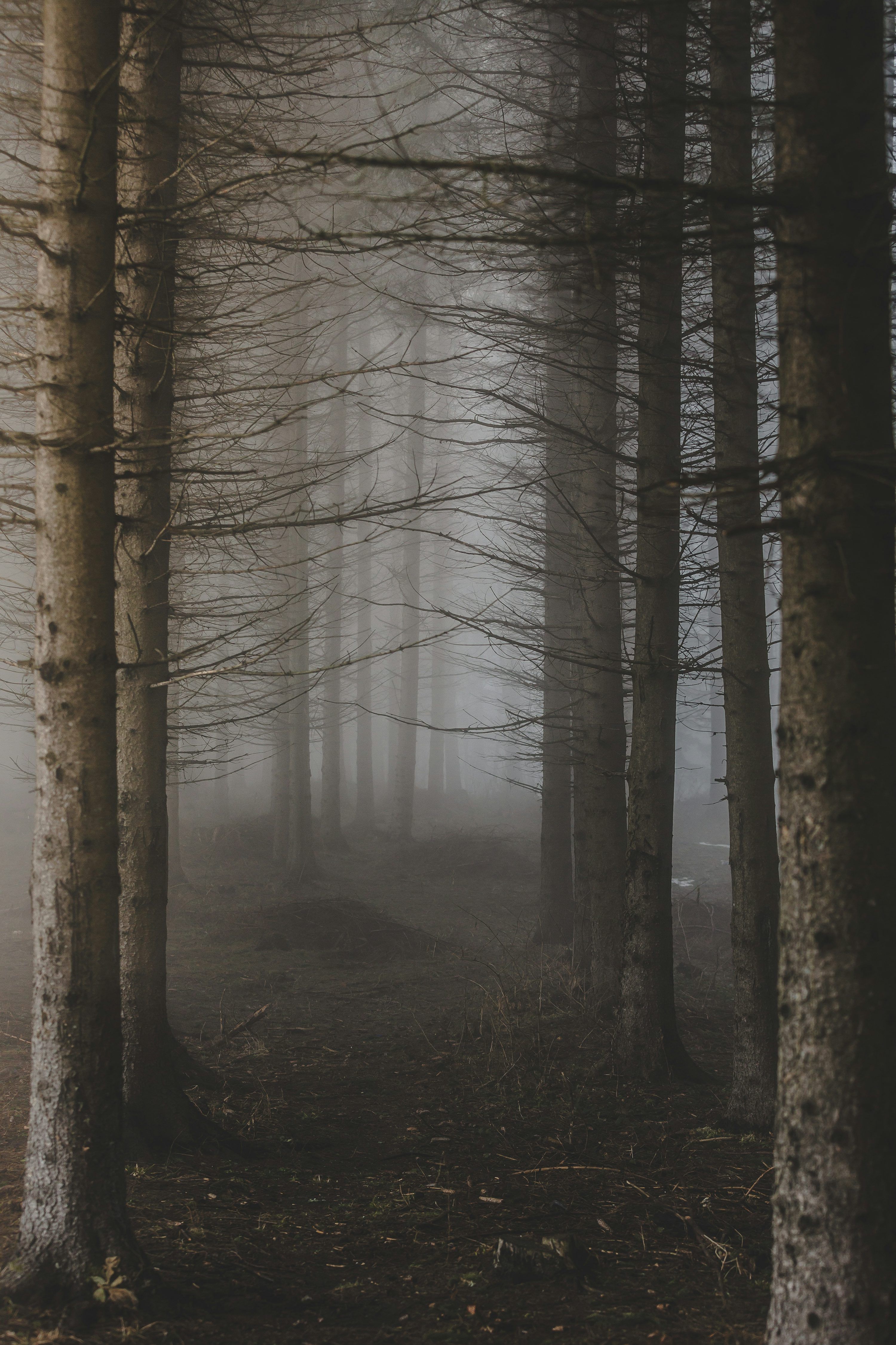 3000x4500 Creepy Wallpaper: Free HD Download [4K]