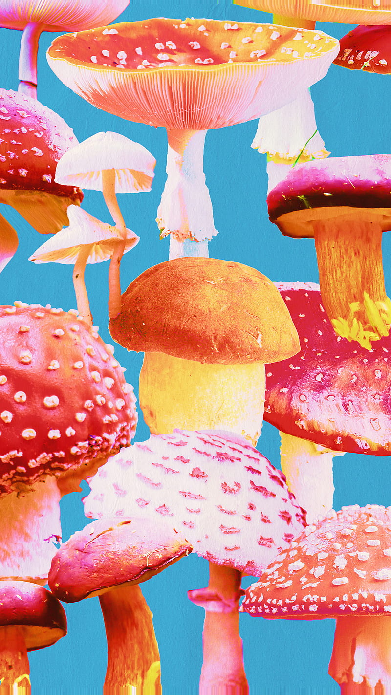 800x1422 Scrapbook Shrooms, collage, colorful, fungi, mushrooms, nature, psicodelia, retro, HD phone wallpaper