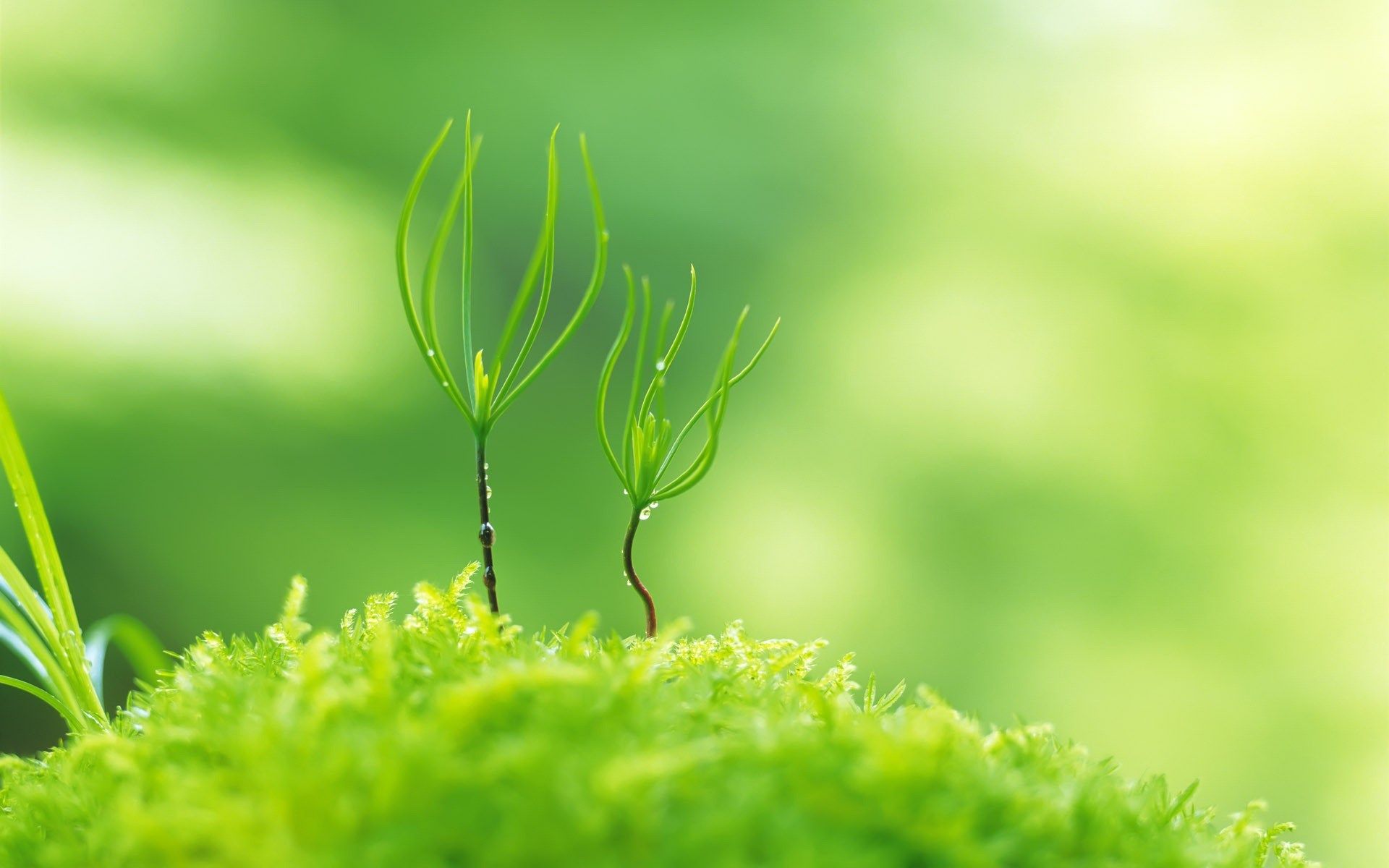 1920x1200 Green Nature Landscape Wallpaper 1920x1200 56719