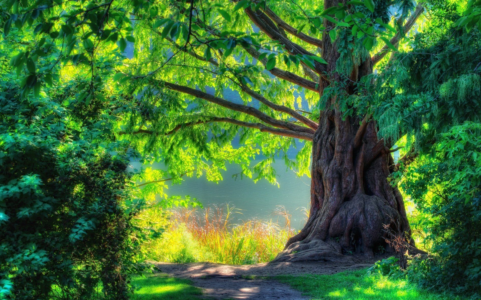 1920x1200 Green Tree Wallpaper 1920x1200 65701