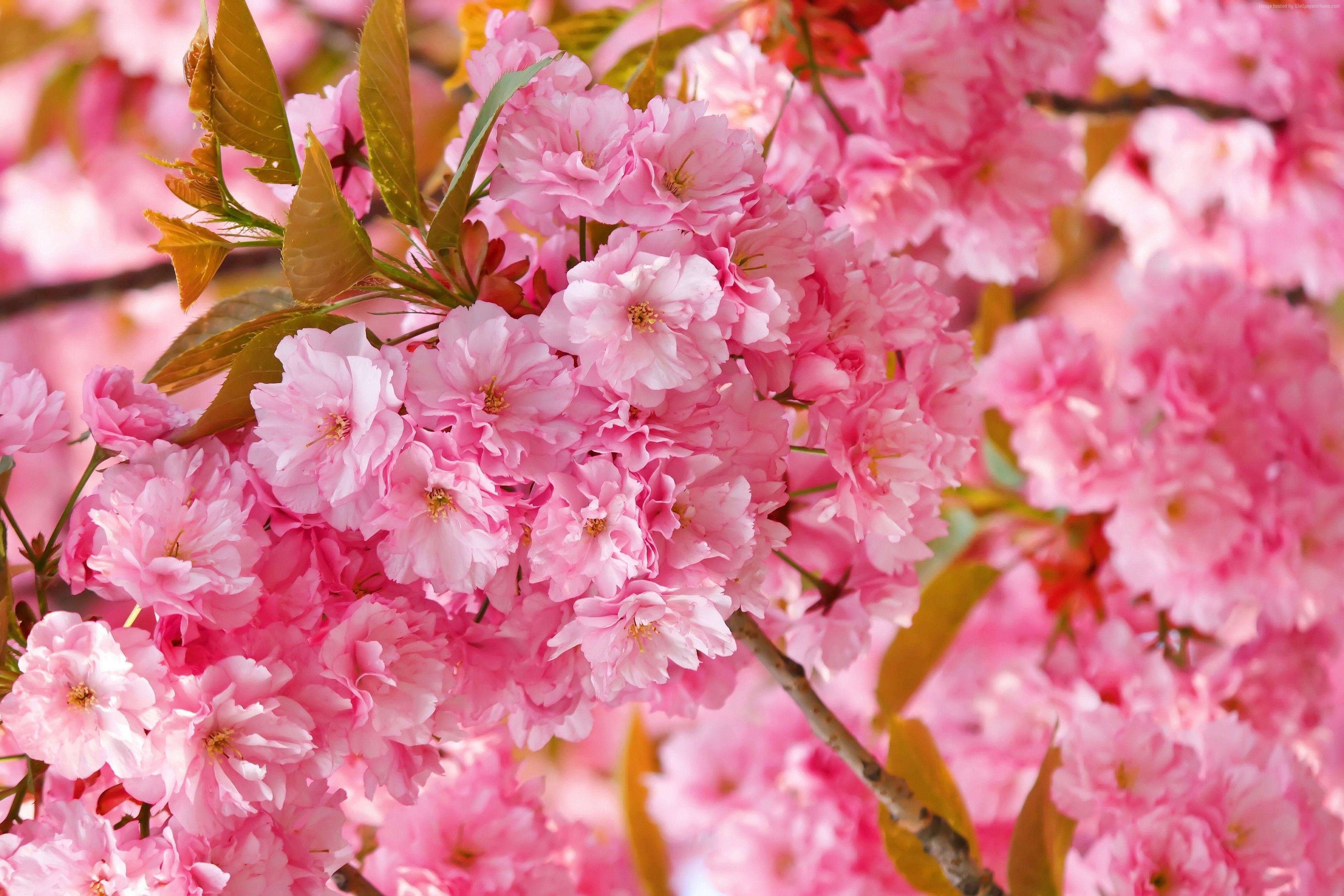 Spring Cherry Blossom Wallpapers - Top Free Spring Cherry Blossom