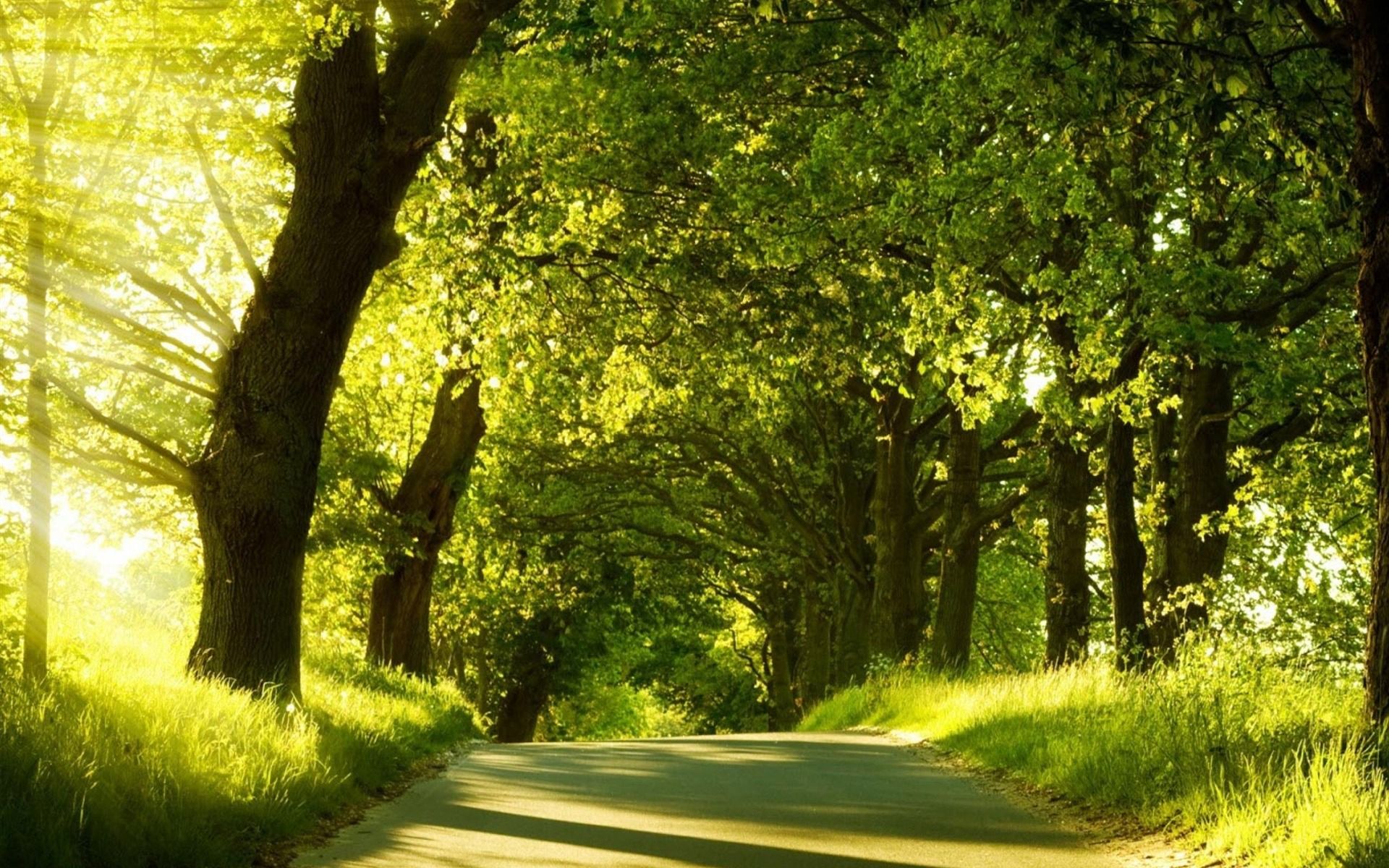 1920x1200 Green Natural Scenery Wallpaper