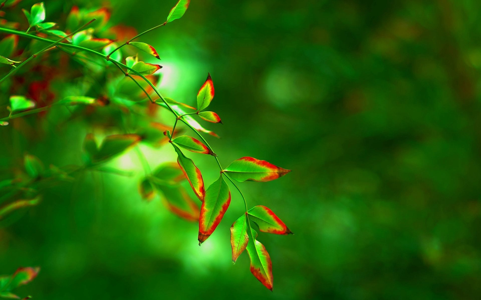 1920x1200 Wallpaper leaves, macro, trees, red, green, background, widescreen, Wallpaper for mobile and desktop, section макро, resolution 1920x1200