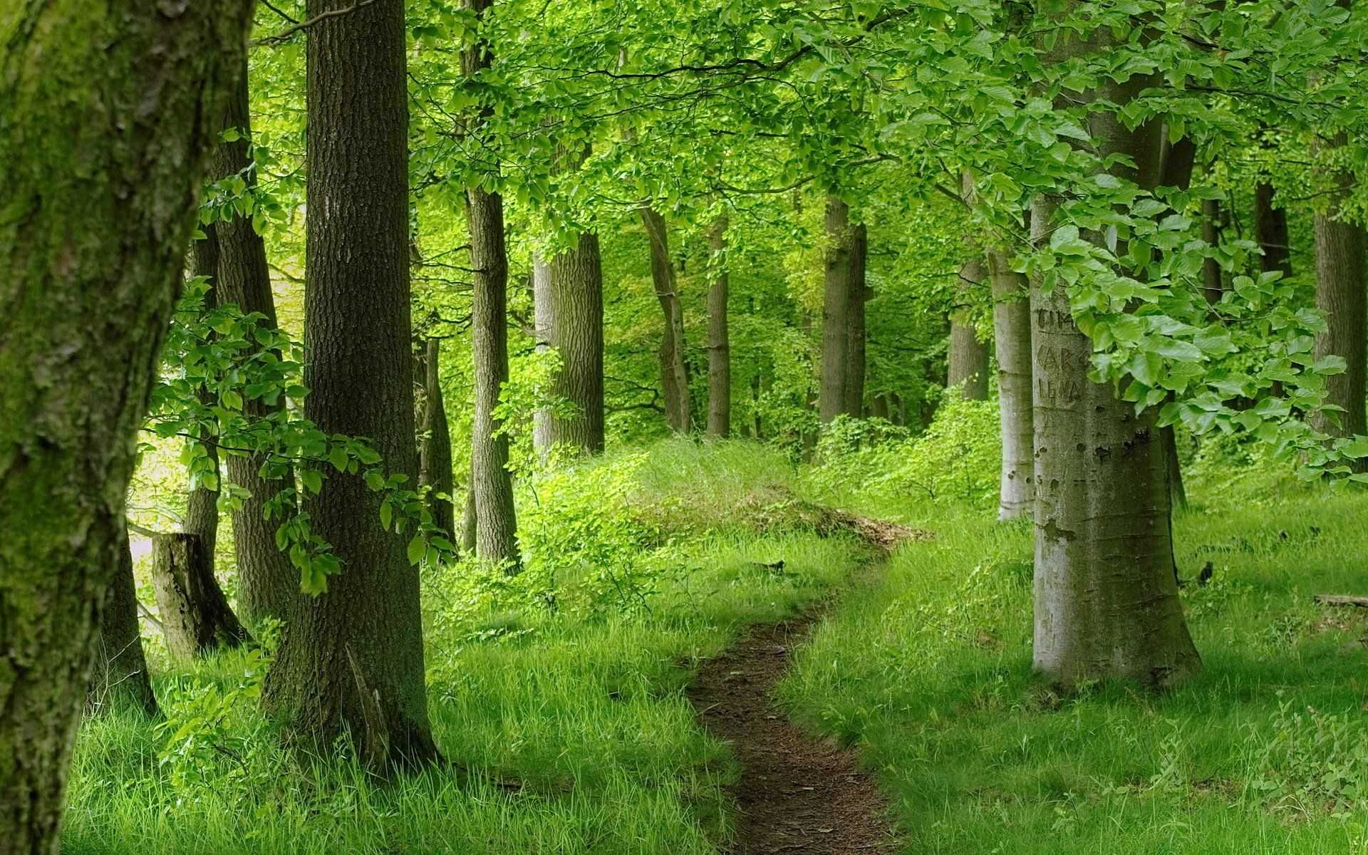 1920x1200 Serene Forest Path: HD Wallpaper of Lush Green Naturex1200