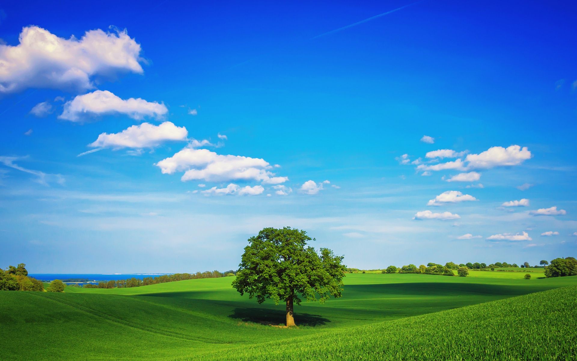 1920x1200 Tree Field Plain HD 1080P Resolution , HD 4k Wallpaper, Image, Background, Photos and Picture