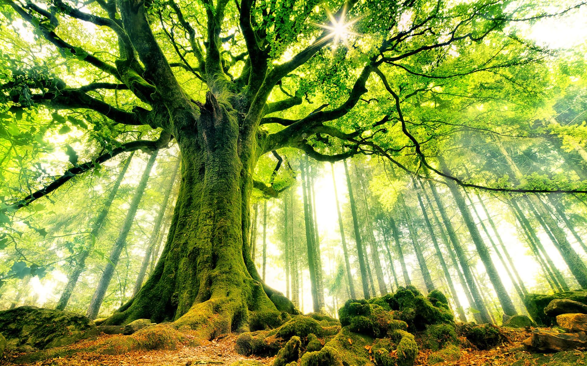 1920x1200 Download Enchanting Green Forest Path Wallpaper