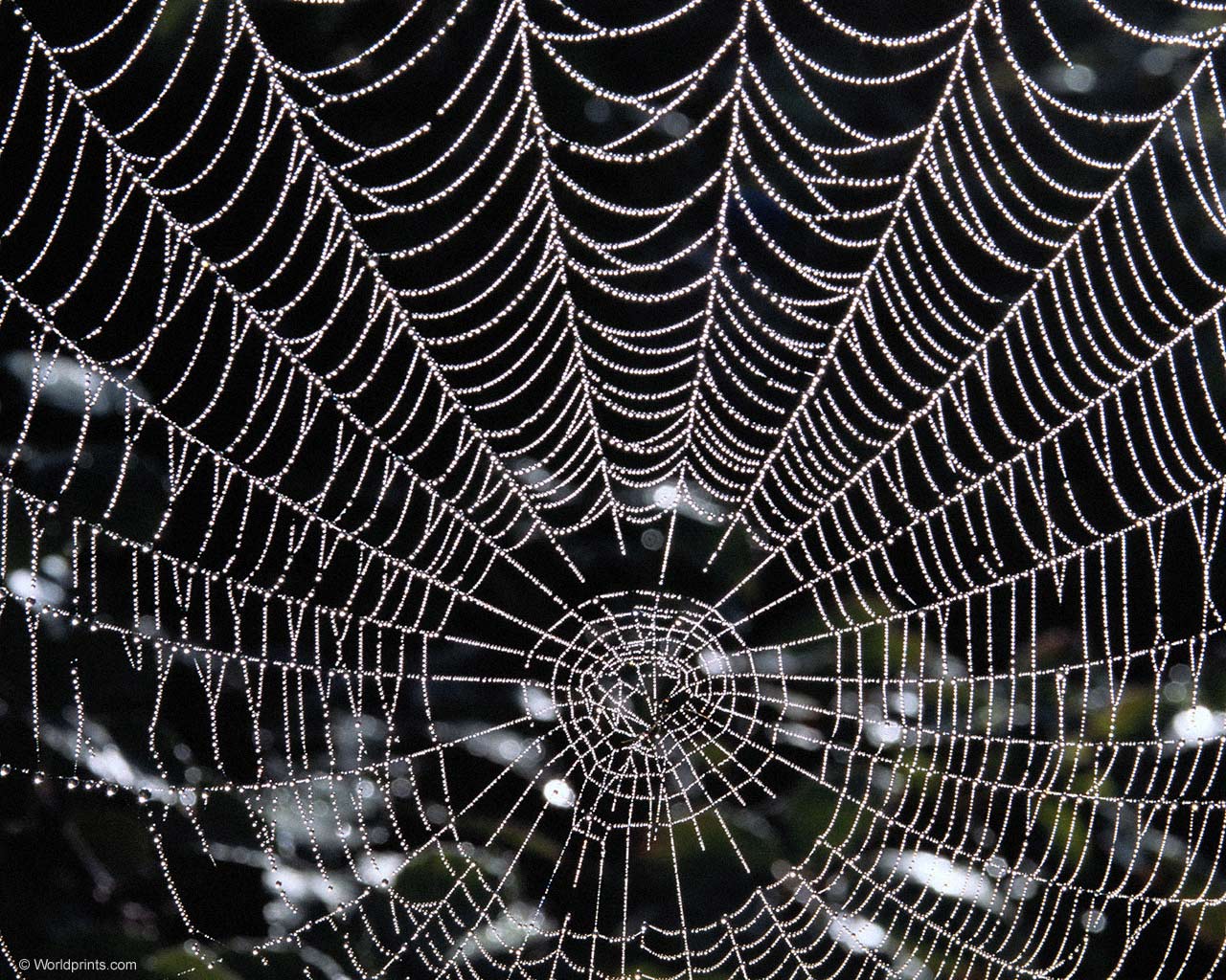 1280x1024 Free Spider Web Wallpaper Widescreen at Cool Monodomo