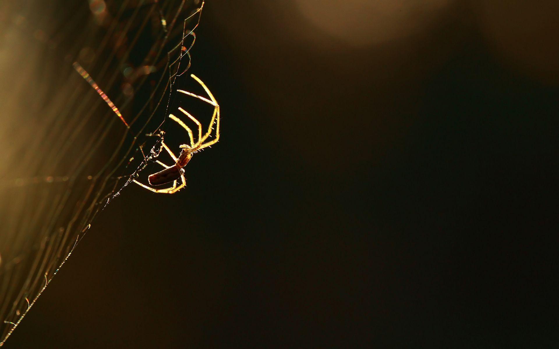 1920x1200 Excellent HD Spider Web Wallpaper