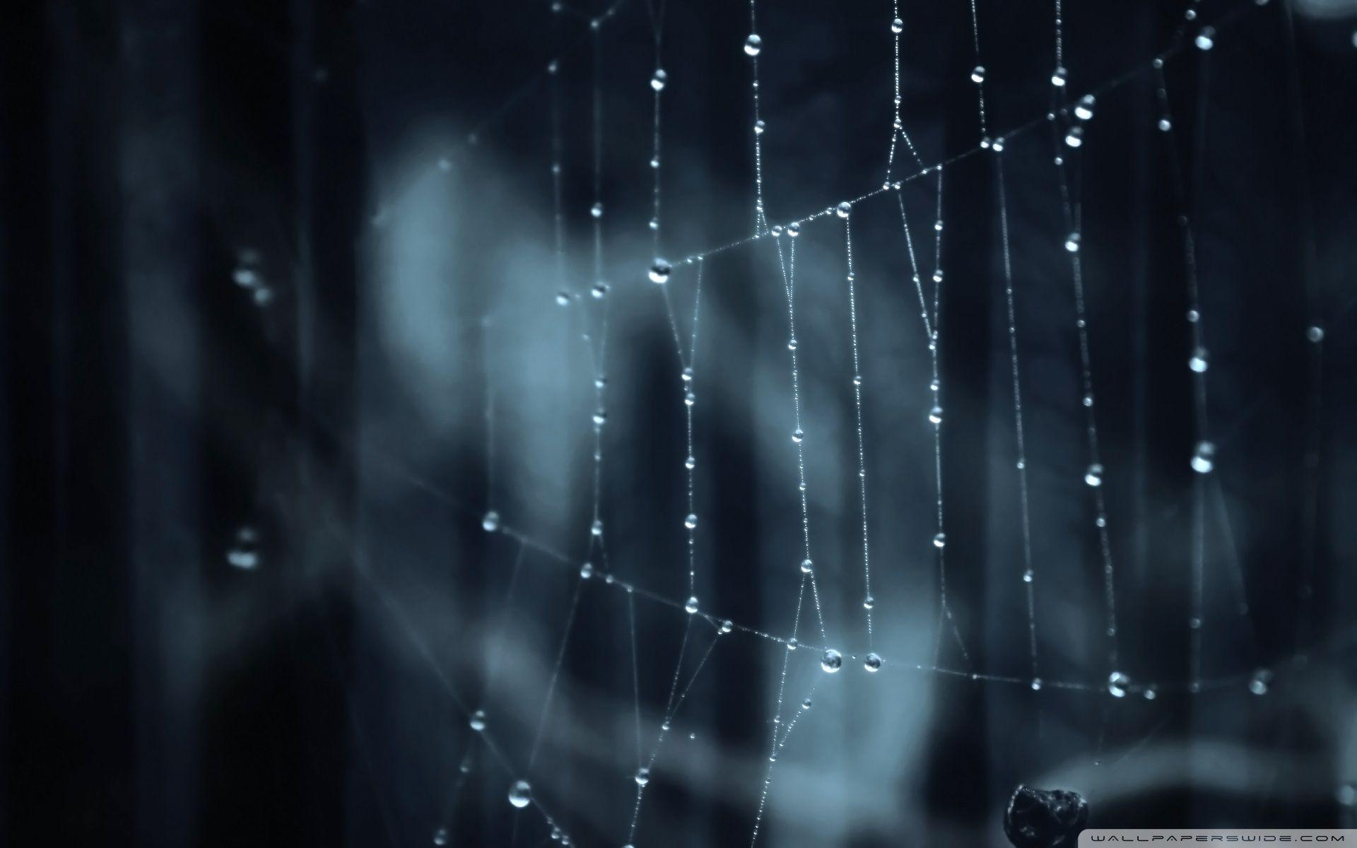 1920x1200 Spider Web wallpaperx1200