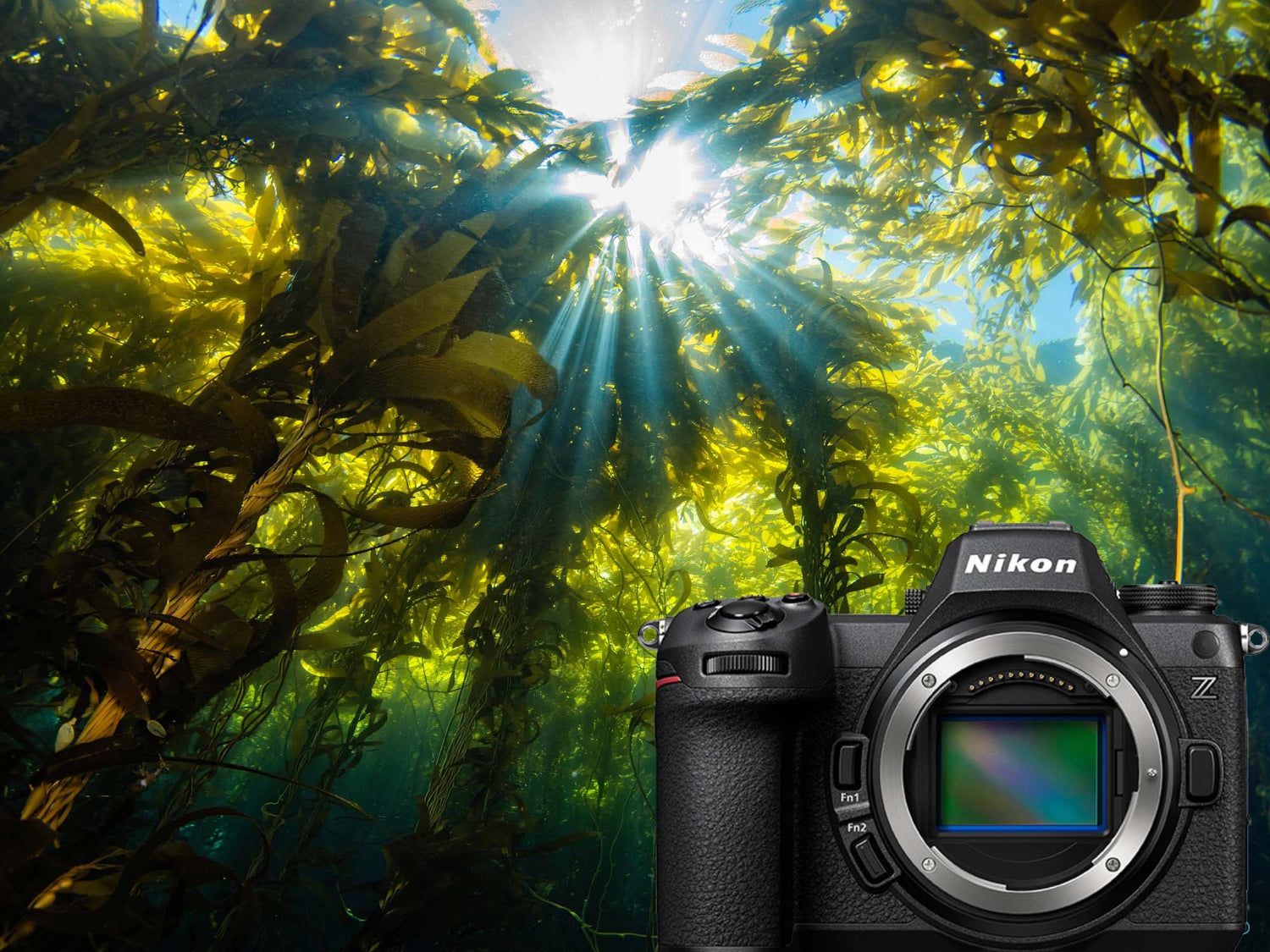 1500x1125 Nikon Z6 III Underwater Review & Results
