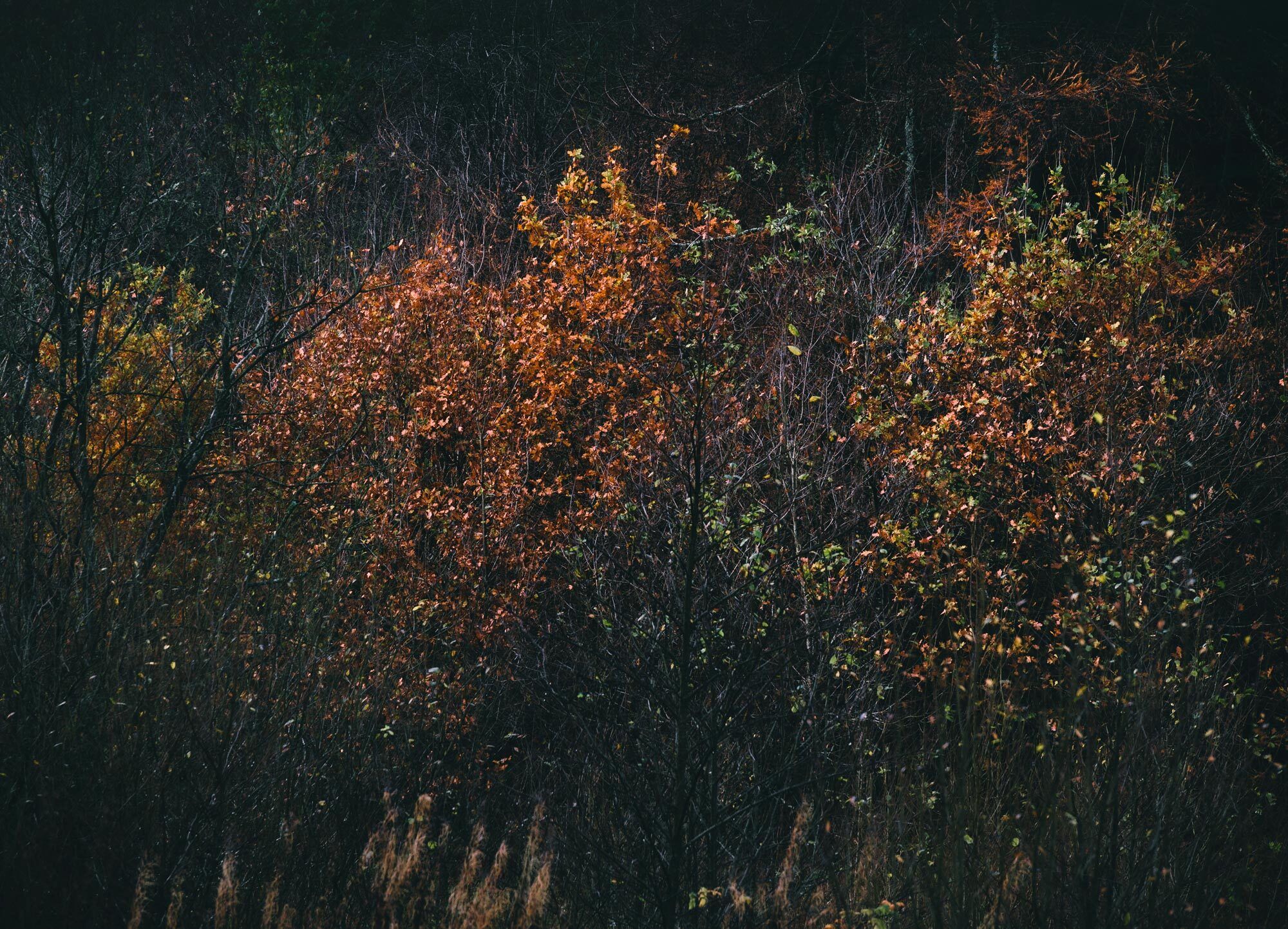 2000x1442 In the Field: Nikon Z6 II for Landscape Photography