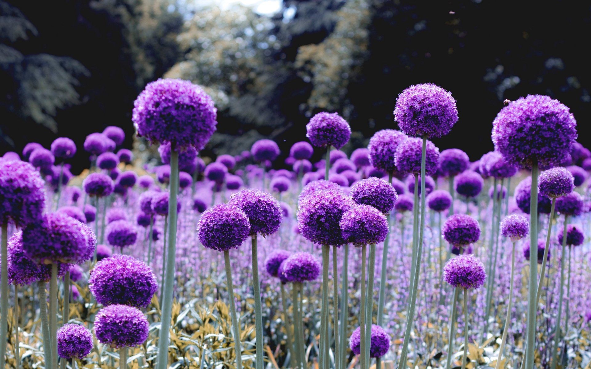 1920x1200 Download Purple Flower Flower Nature Allium 4k Ultra HD Wallpaperx2400
