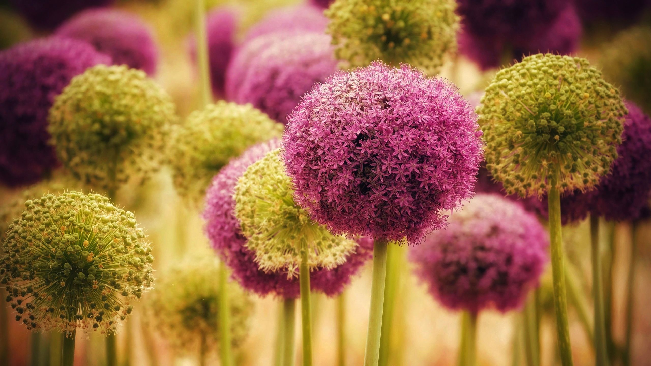 2560x1440 Download Flower Nature Allium HD Wallpaperx1440