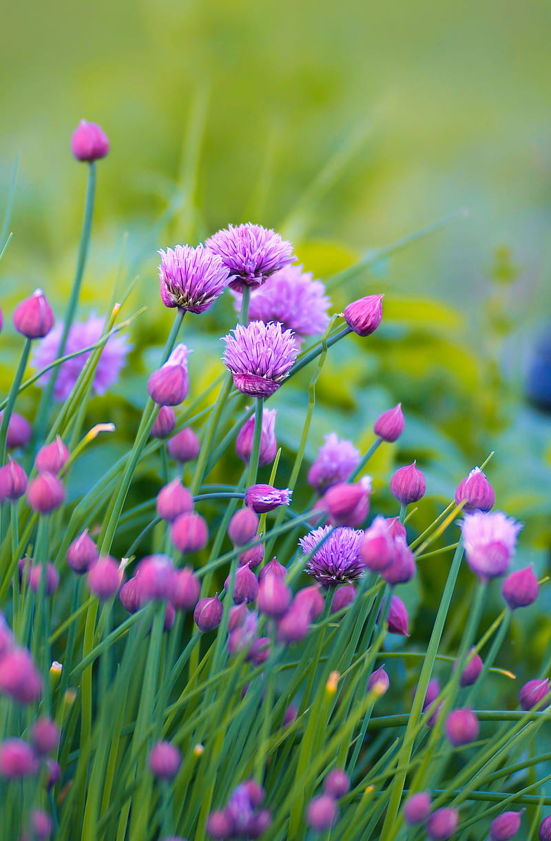 800x1221 Allium, flowers, plant, purple, HD phone wallpaper