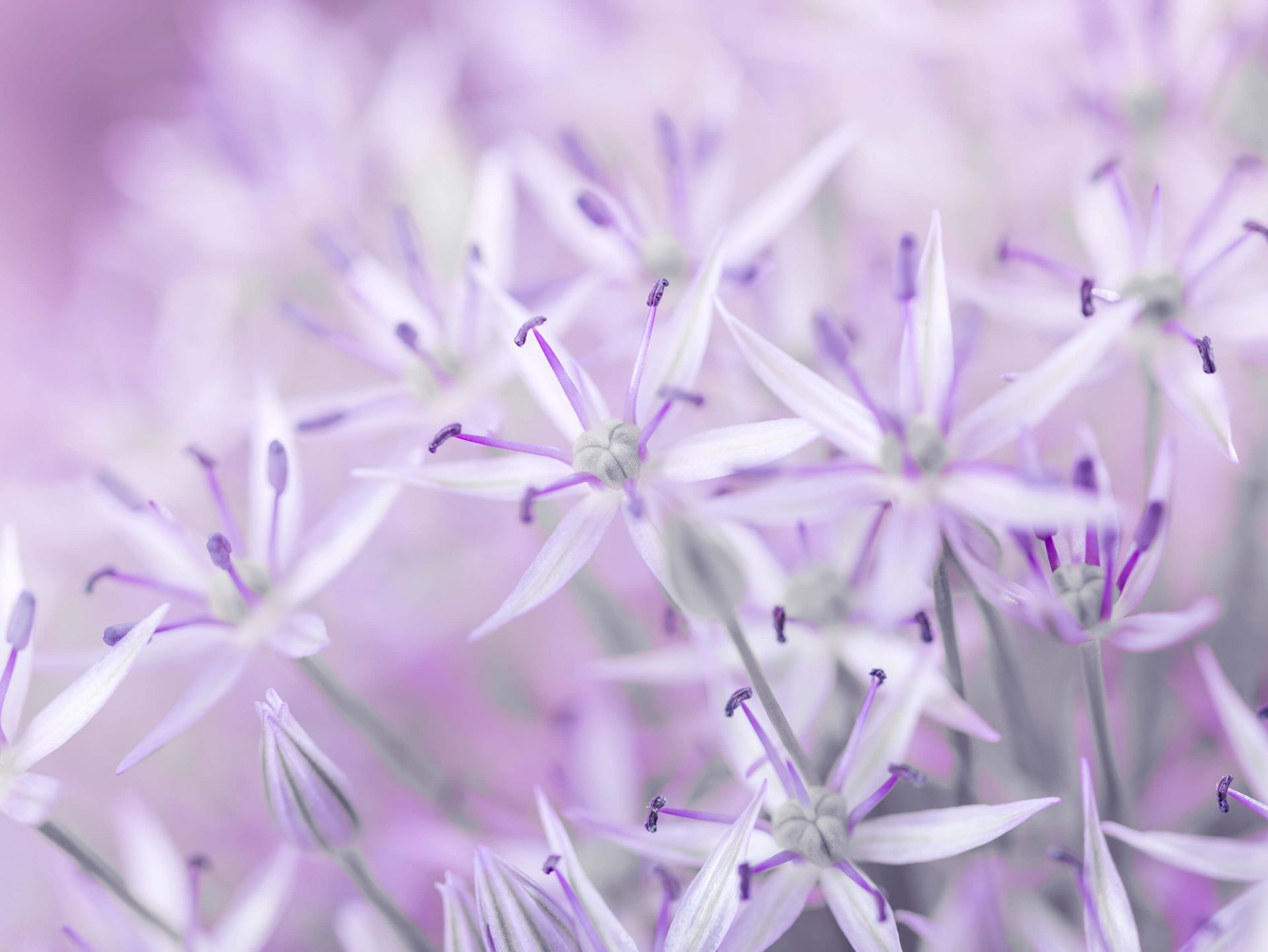 1920x1443 Wallpaper Mural Up Allium Flowers