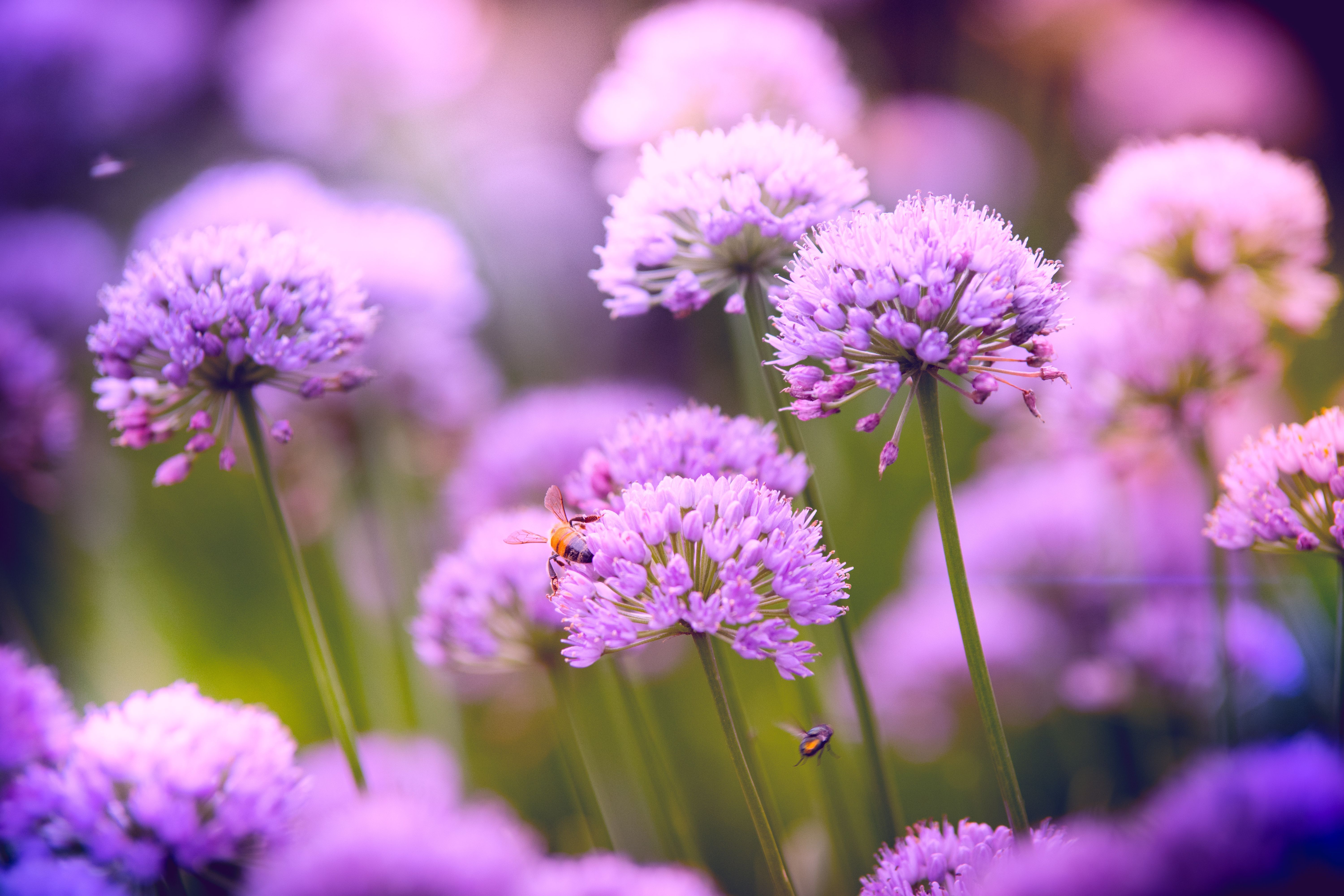 6000x4000 Selective Focus Photography of Purple Allium Flowers · Free