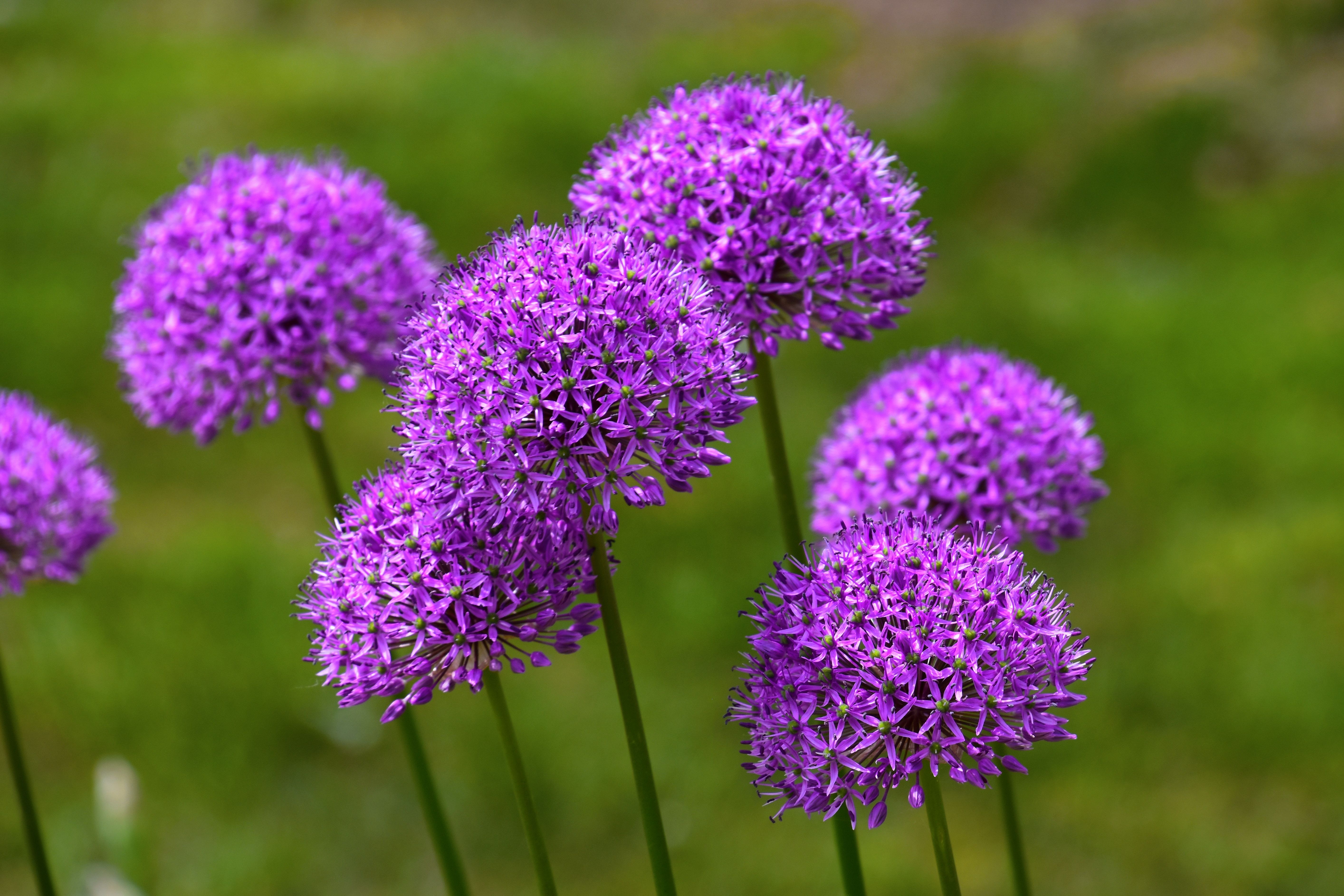 5657x3771 Purple Allium Flowers In Close Up Photography · Free