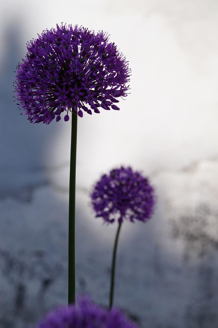 852x1280 Allium Flowers Plant Ornamental