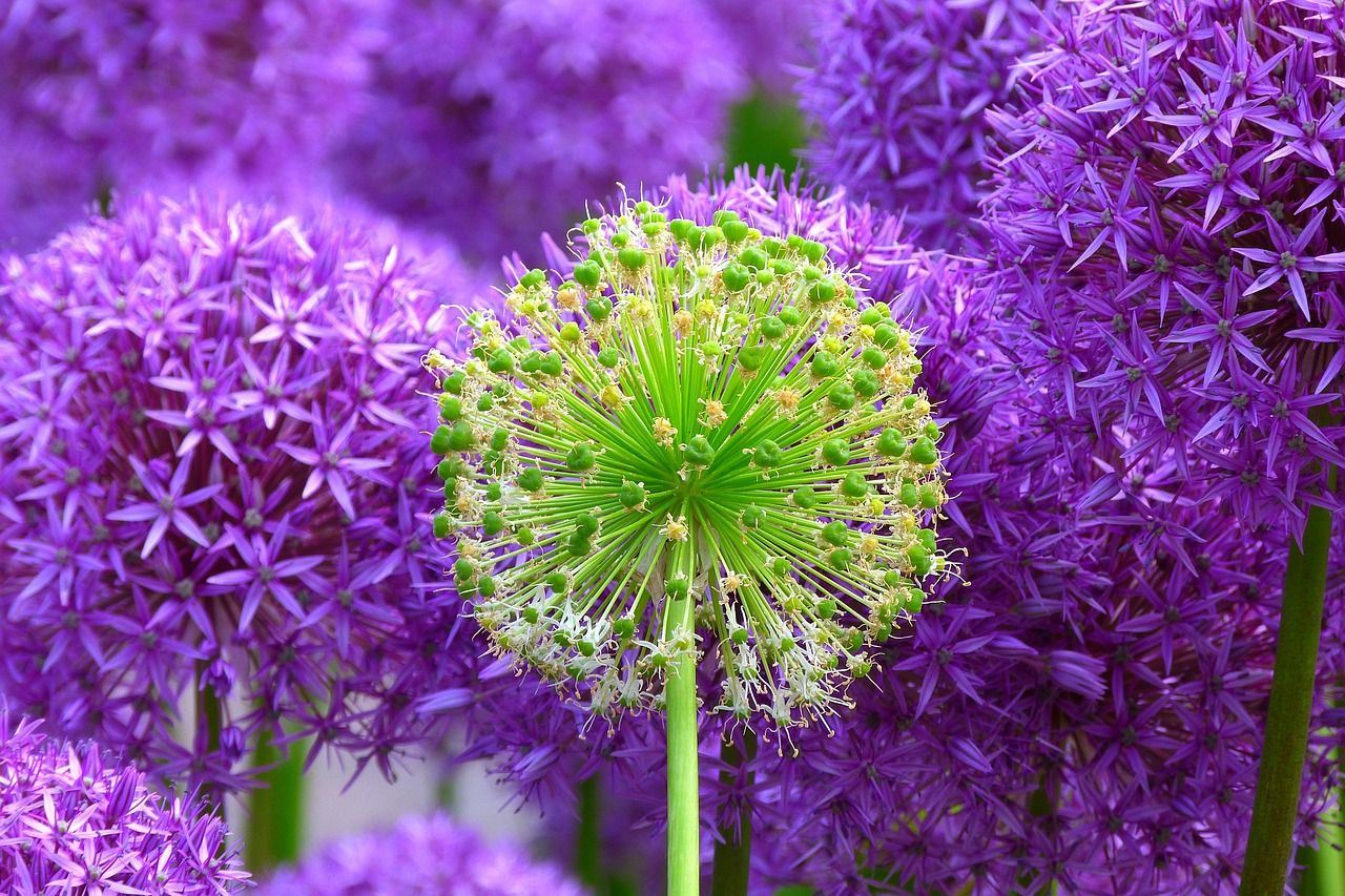 1280x853 Free Giant Allium & Nature Image