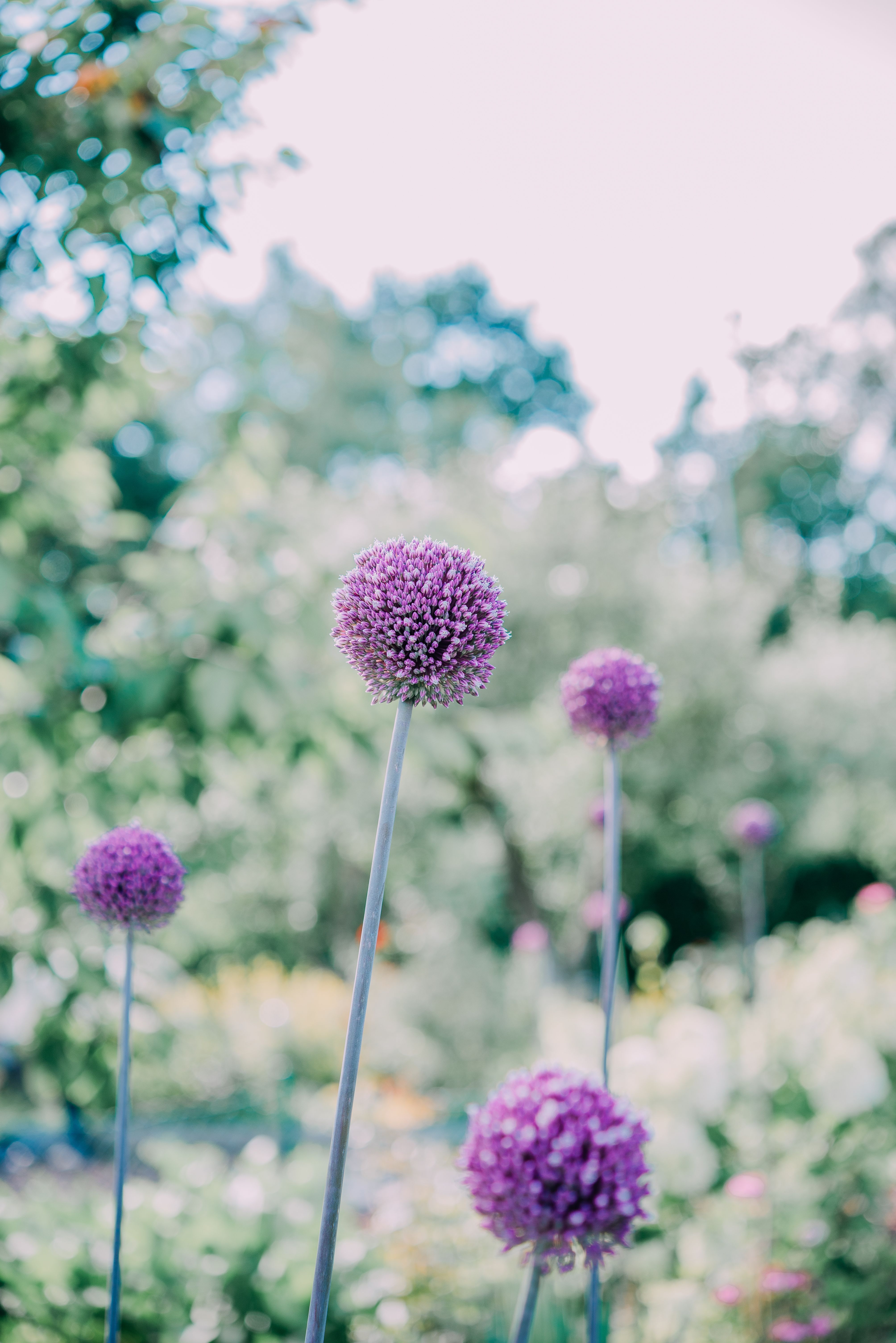 4016x6016 Vibrant Purple Allium Flowers in Bloom · Free
