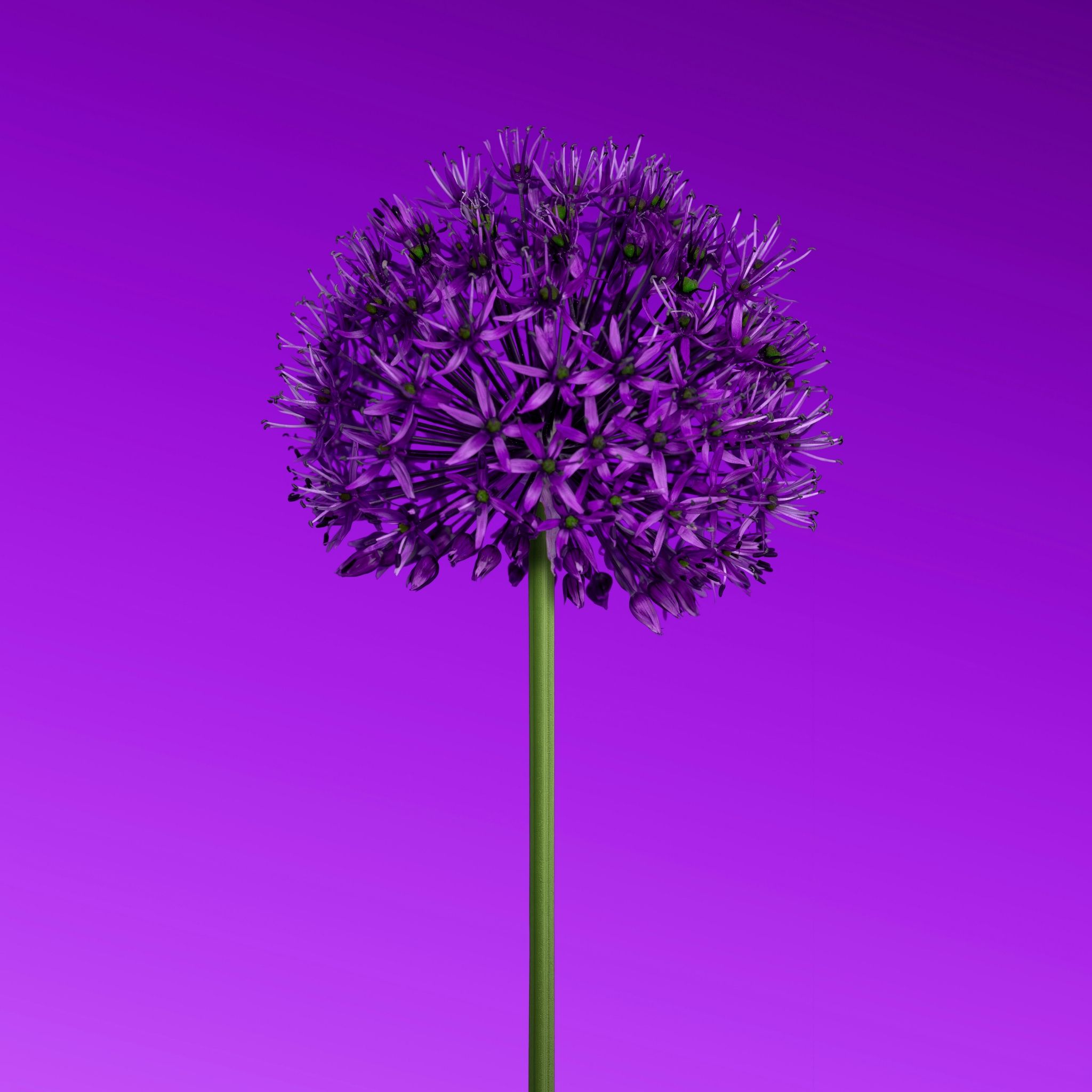 2048x2048 Allium flower Wallpaper 4K, Purple aesthetic, Minimalist