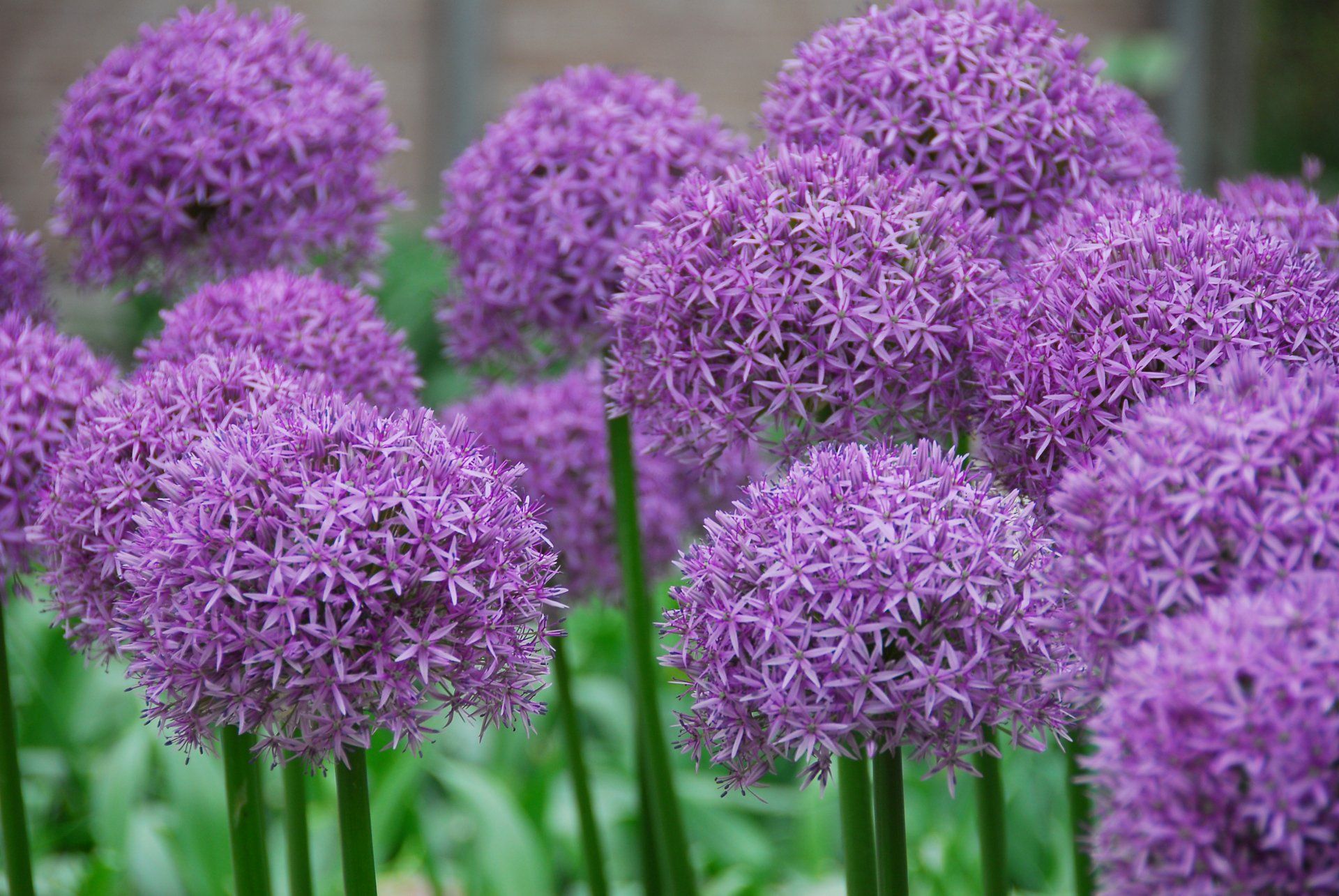 1920x1285 4K Ultra HD Pink Allium Bloom Wallpaperx2592