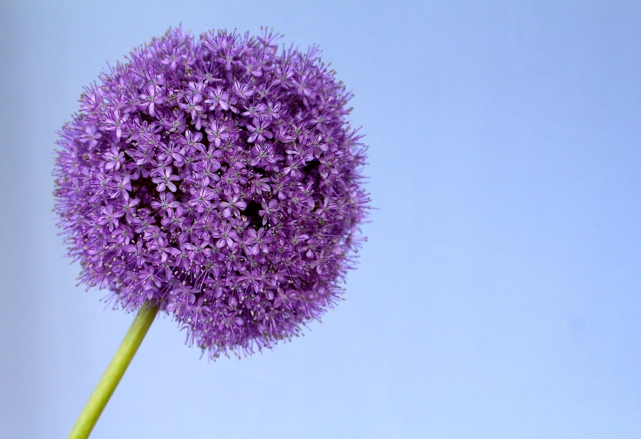 1280x877 Allium Purple Bullet