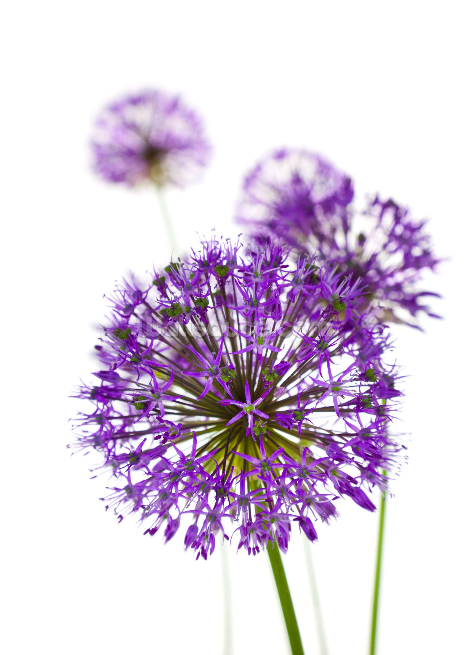 1600x2212 Allium Flowers Wallpaper
